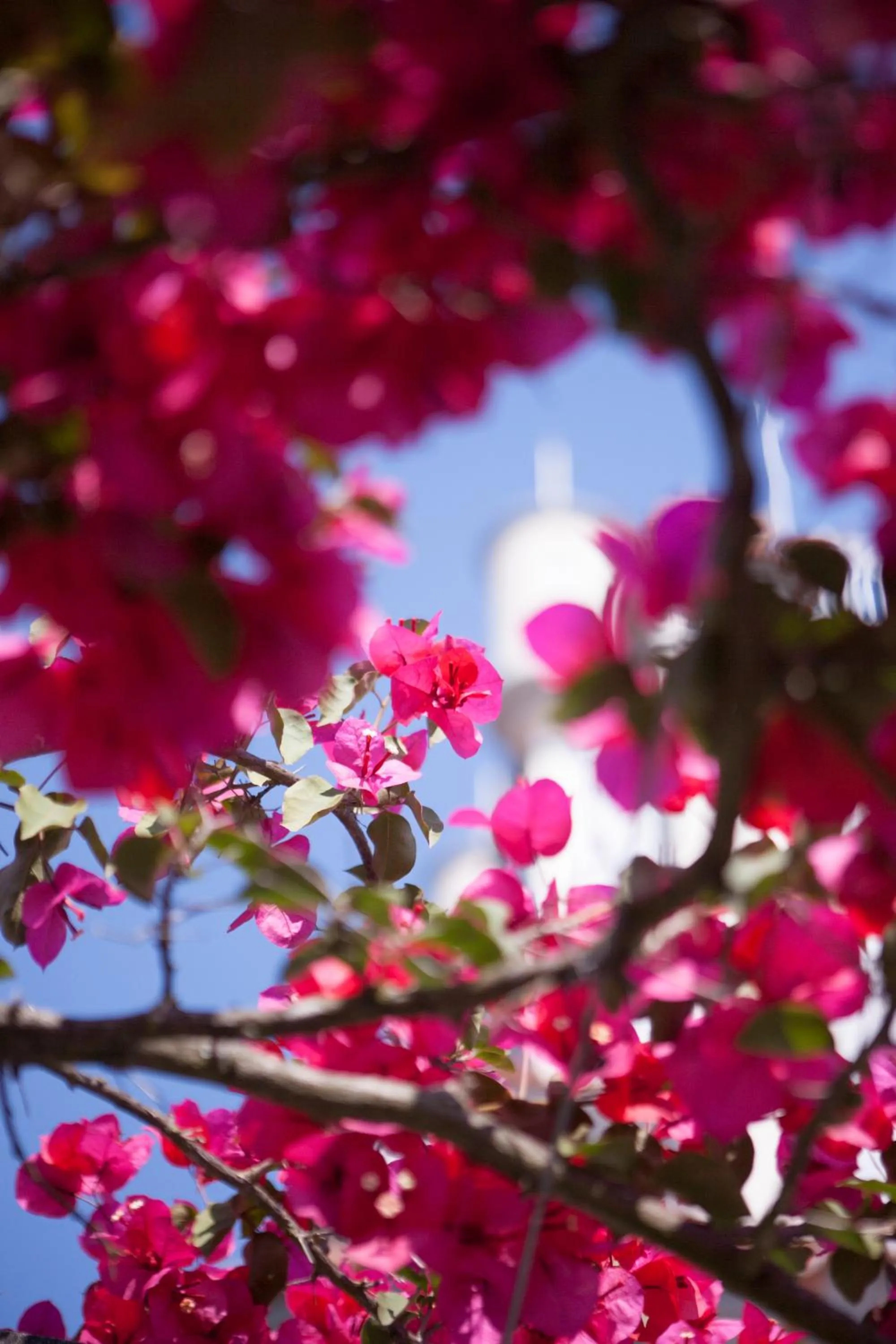 Garden in Castelo Santa Catarina