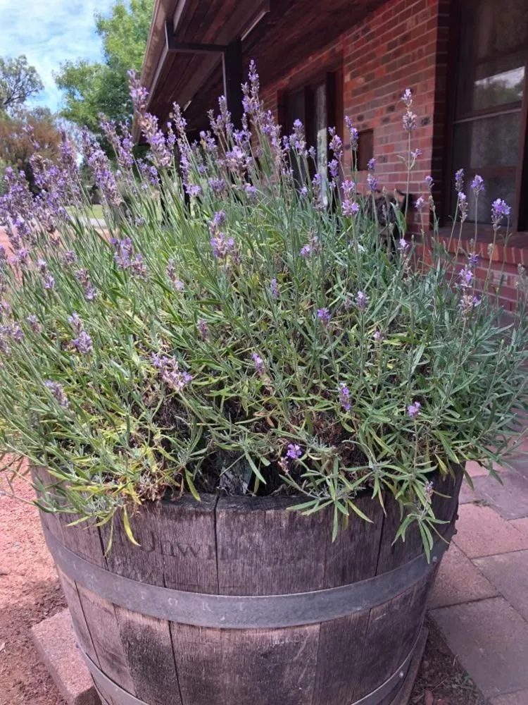 Garden in Olde Horsham Motor Inn