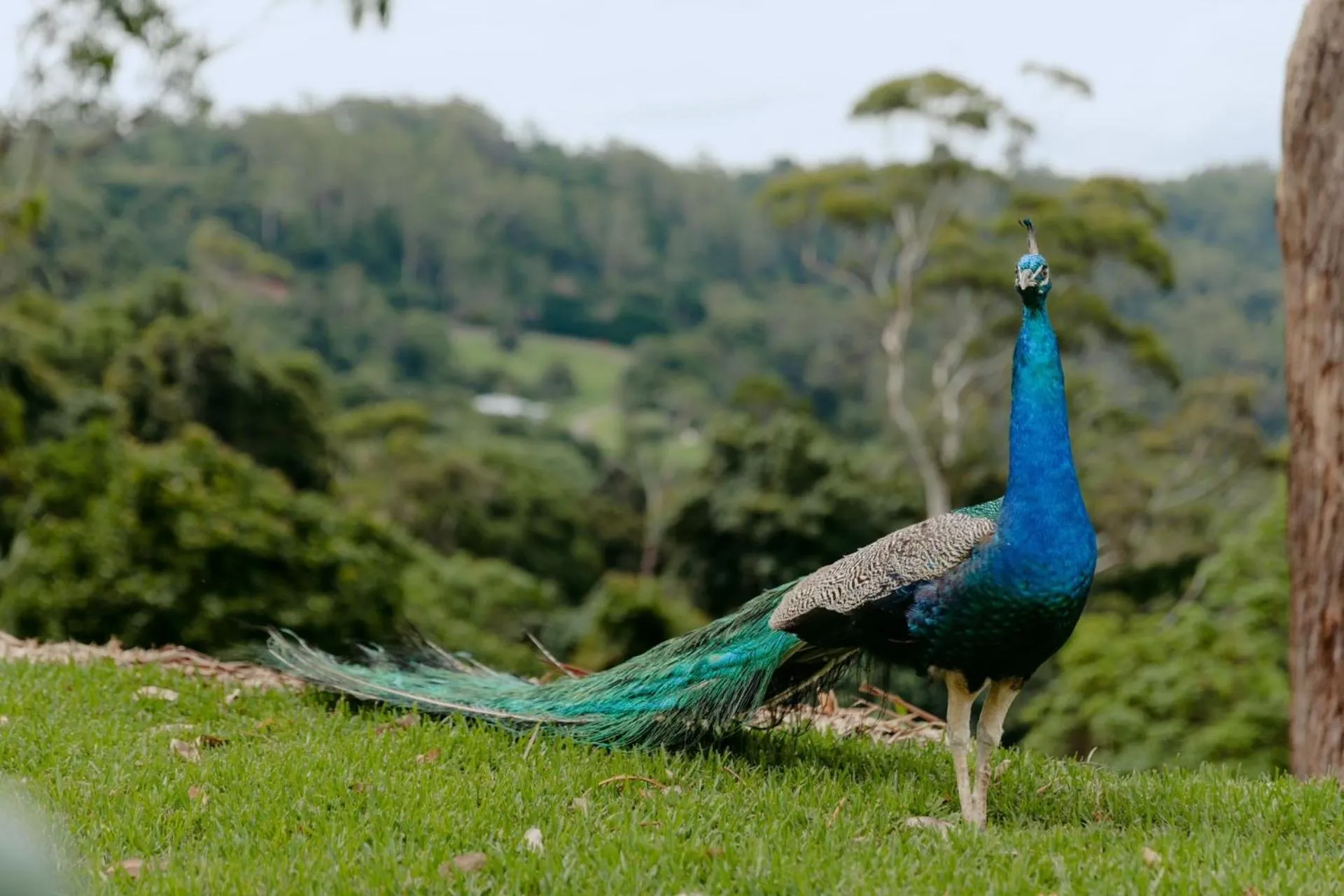 Natural landscape in The Tamborine - Boutique Hotel