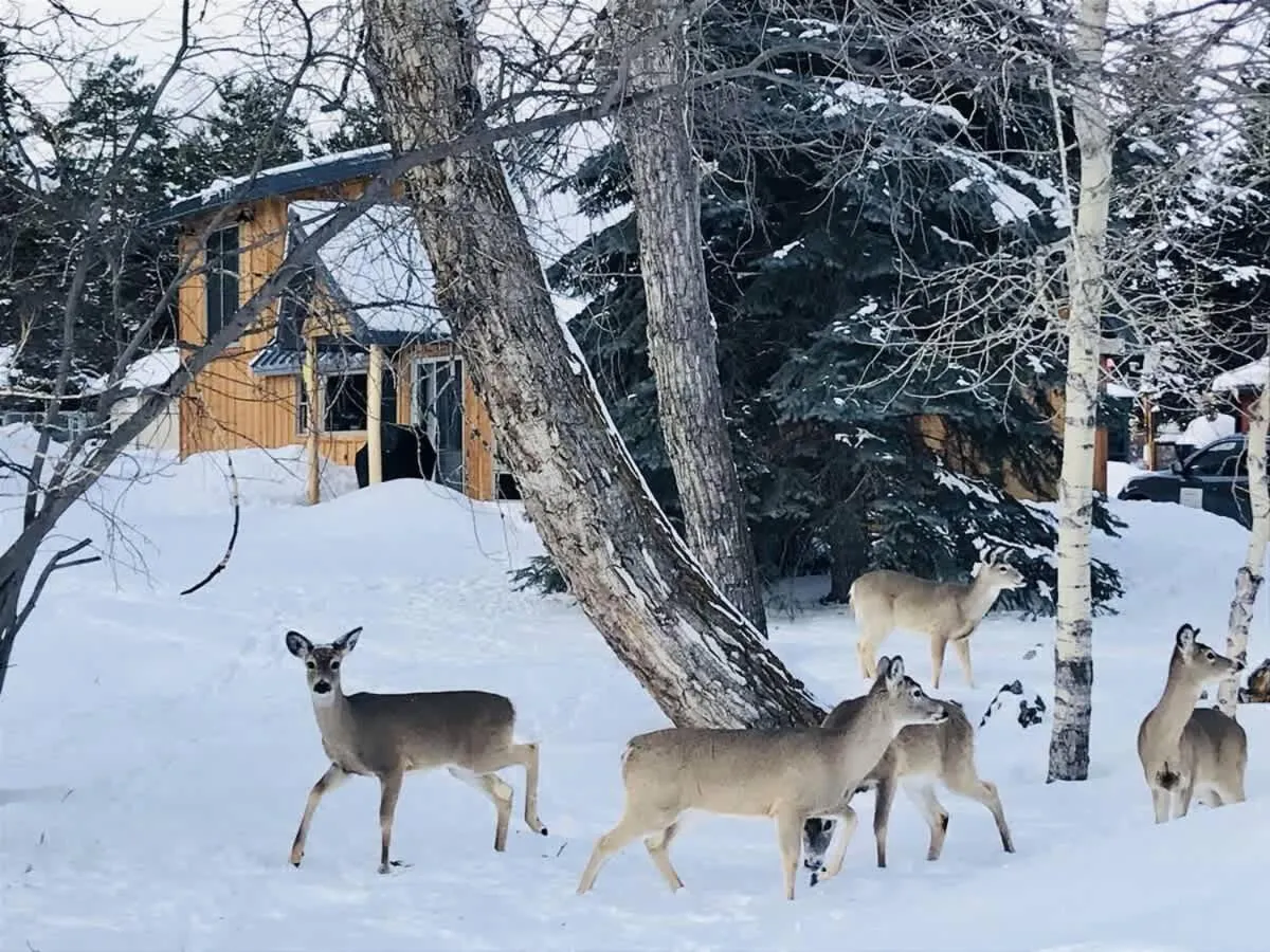 Chickadee Chalet