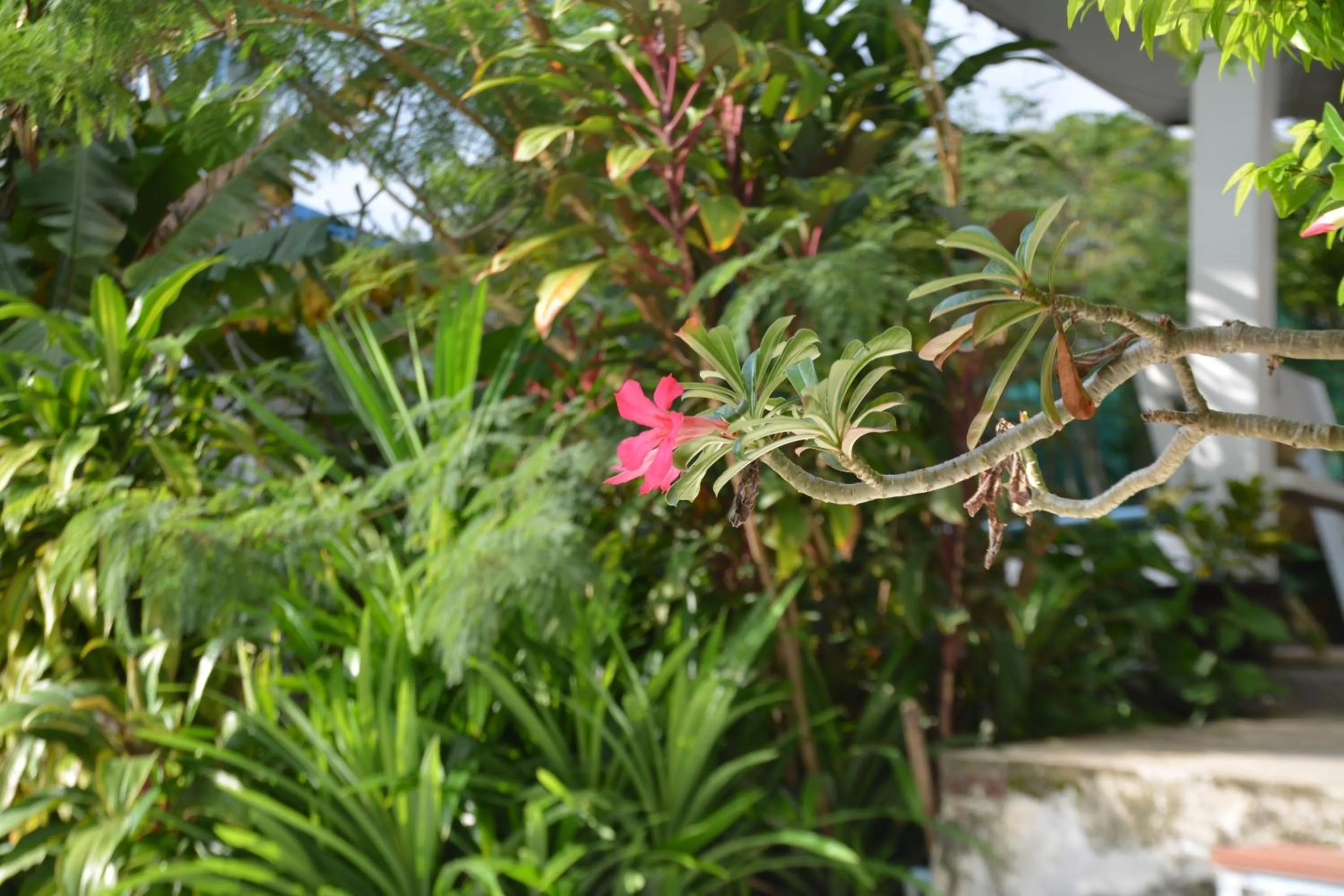 Summer in Residy Retreat x Baan Suan Villa