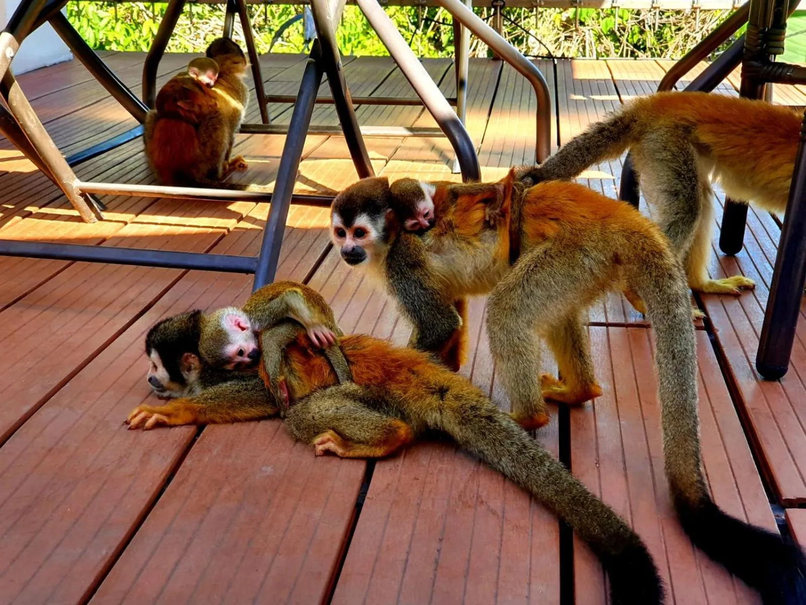 Animals in Shana by the Beach Manuel Antonio