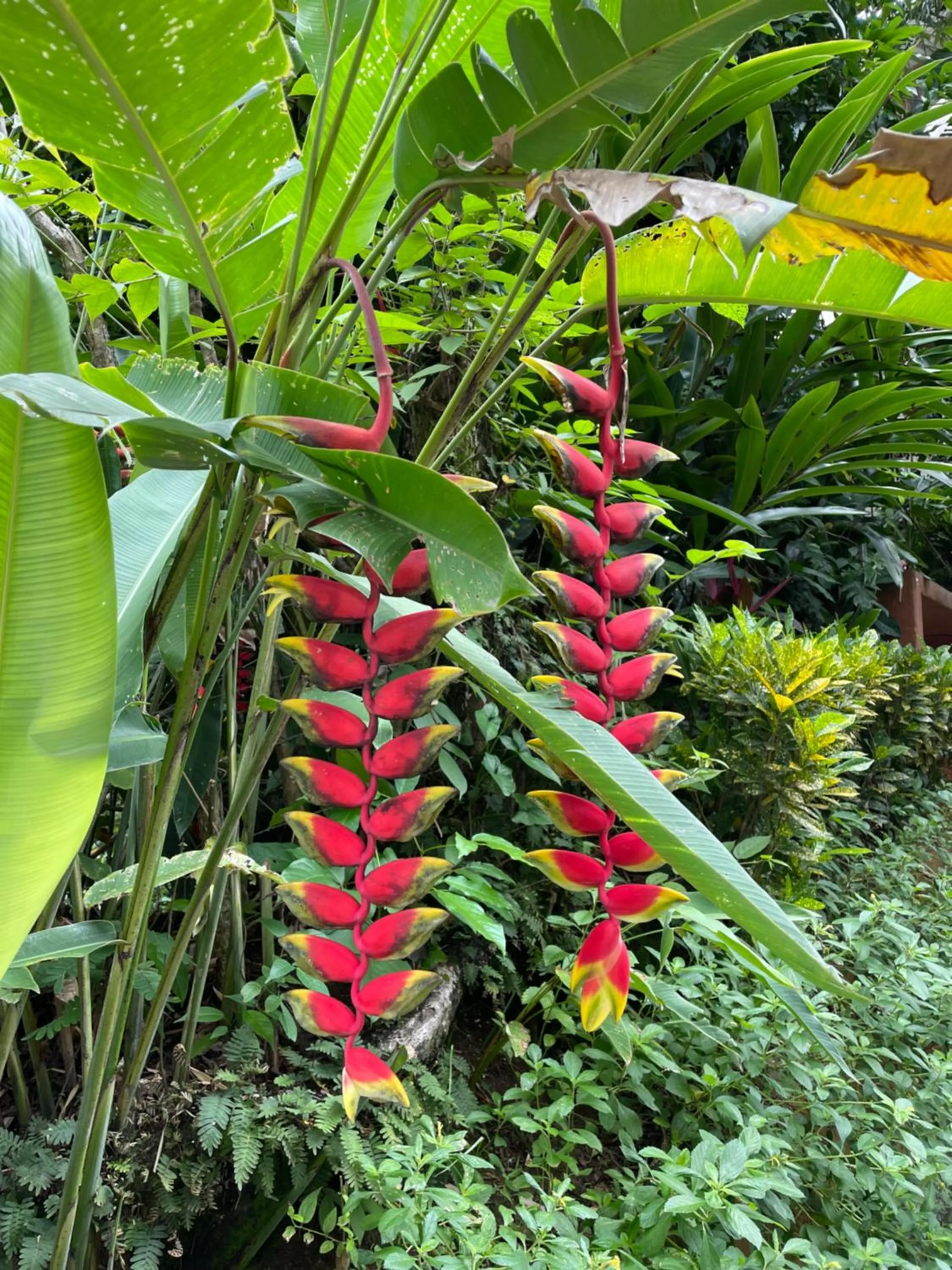 Property building in Shana by the Beach Manuel Antonio