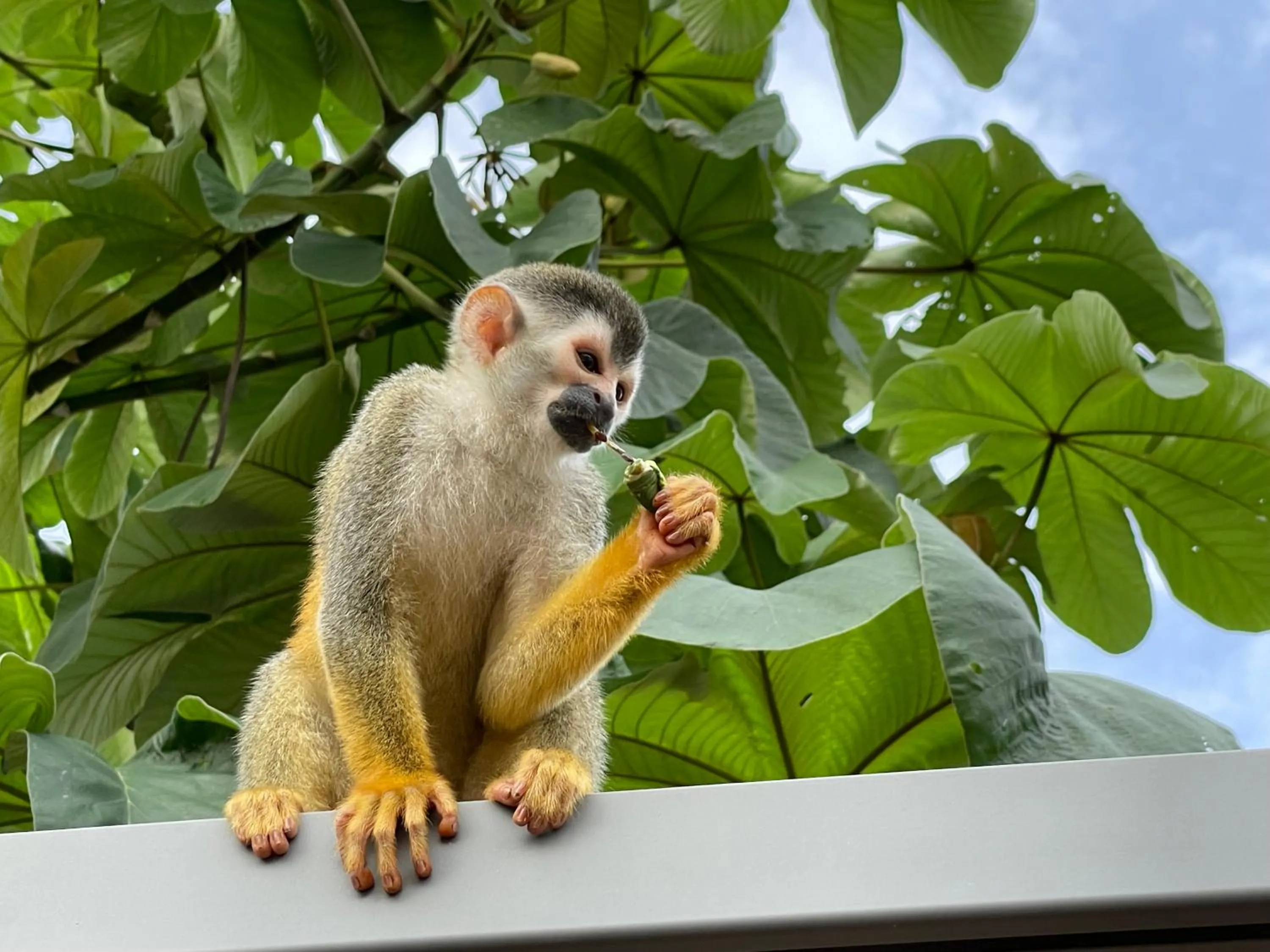 Animals in Shana by the Beach Manuel Antonio