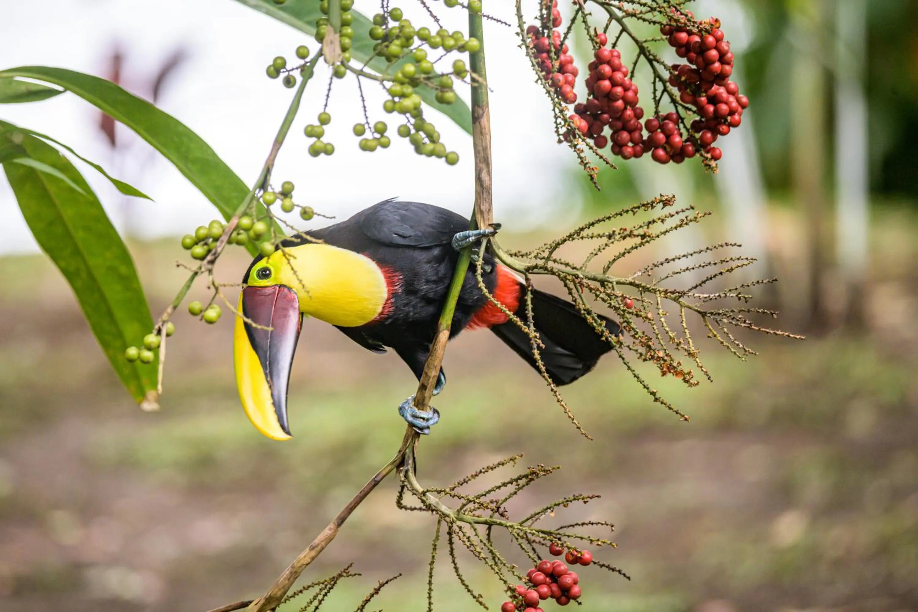 Garden in Shana by the Beach Manuel Antonio