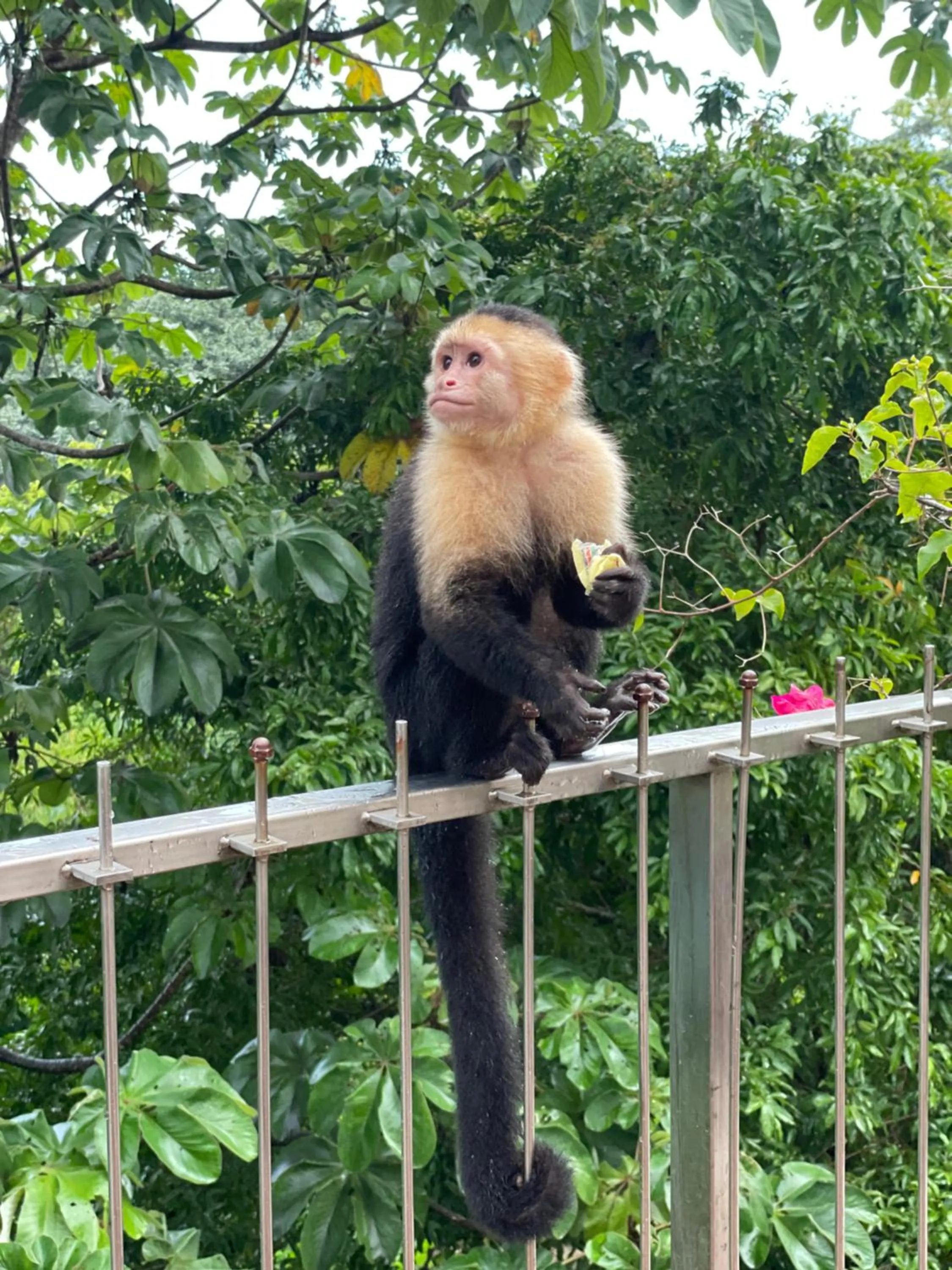 Animals in Shana by the Beach Manuel Antonio