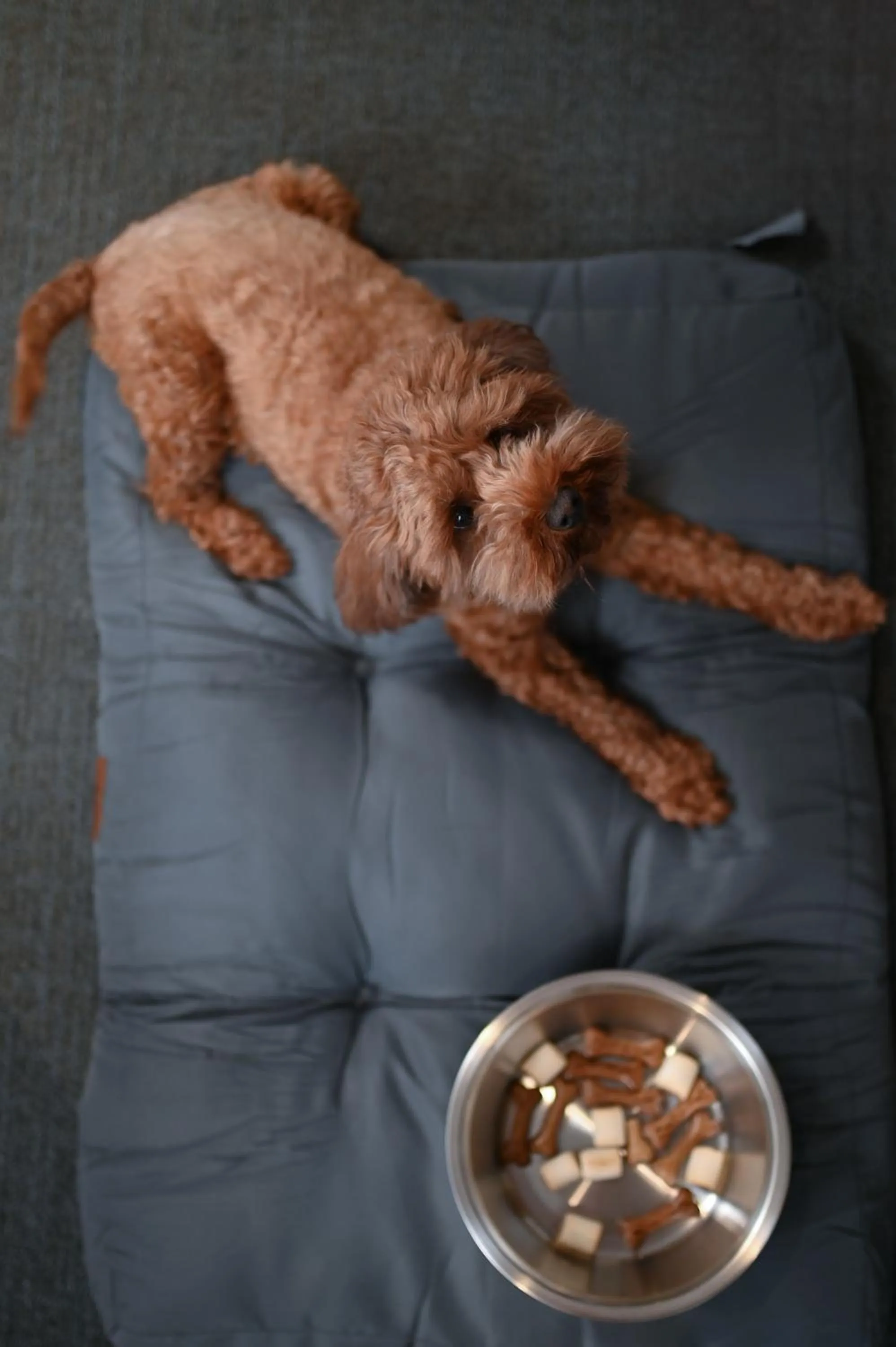 Pets in Edgbaston Park Hotel Birmingham