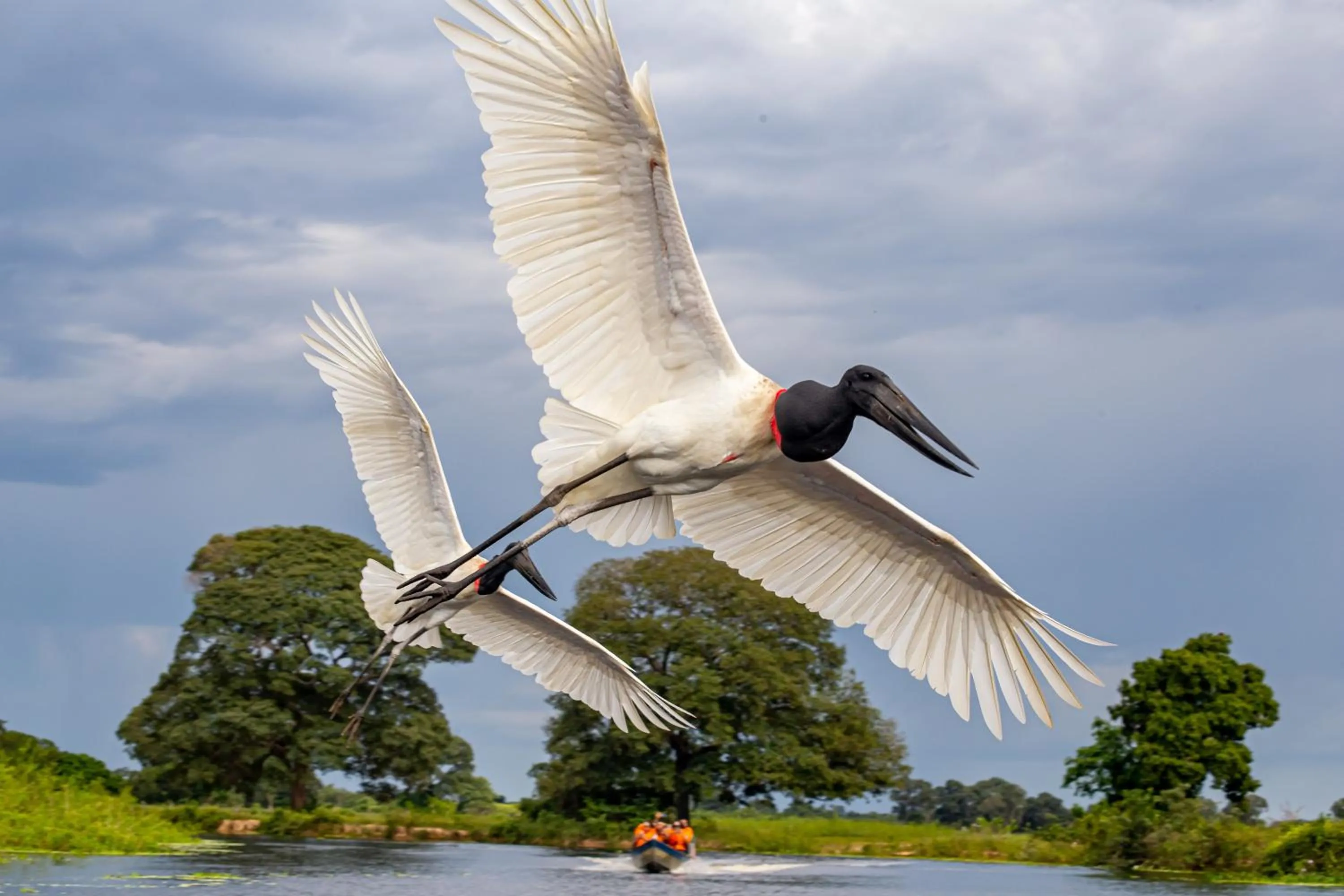 Animals in Hotel Pantanal Mato Grosso