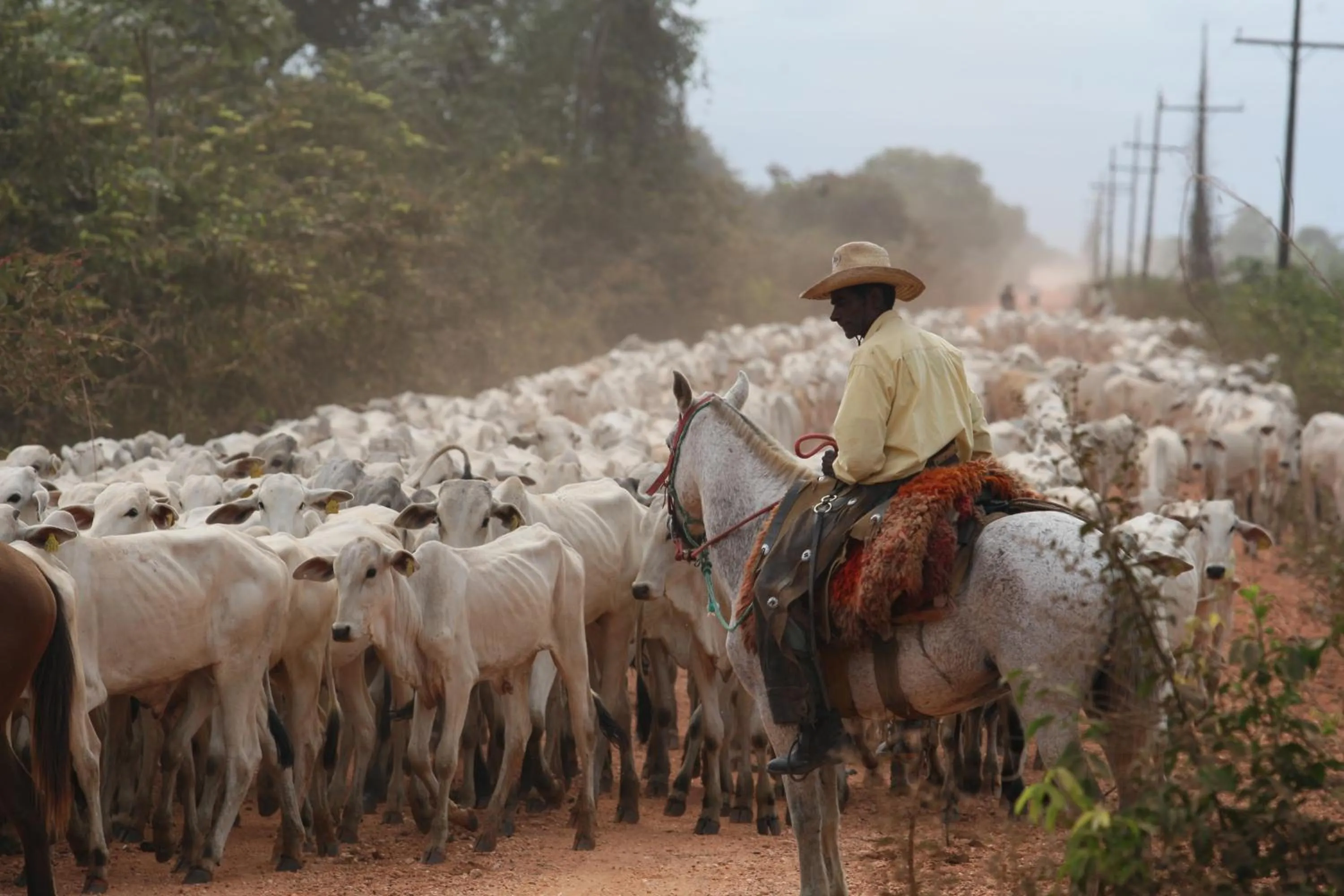 Animals in Hotel Pantanal Mato Grosso