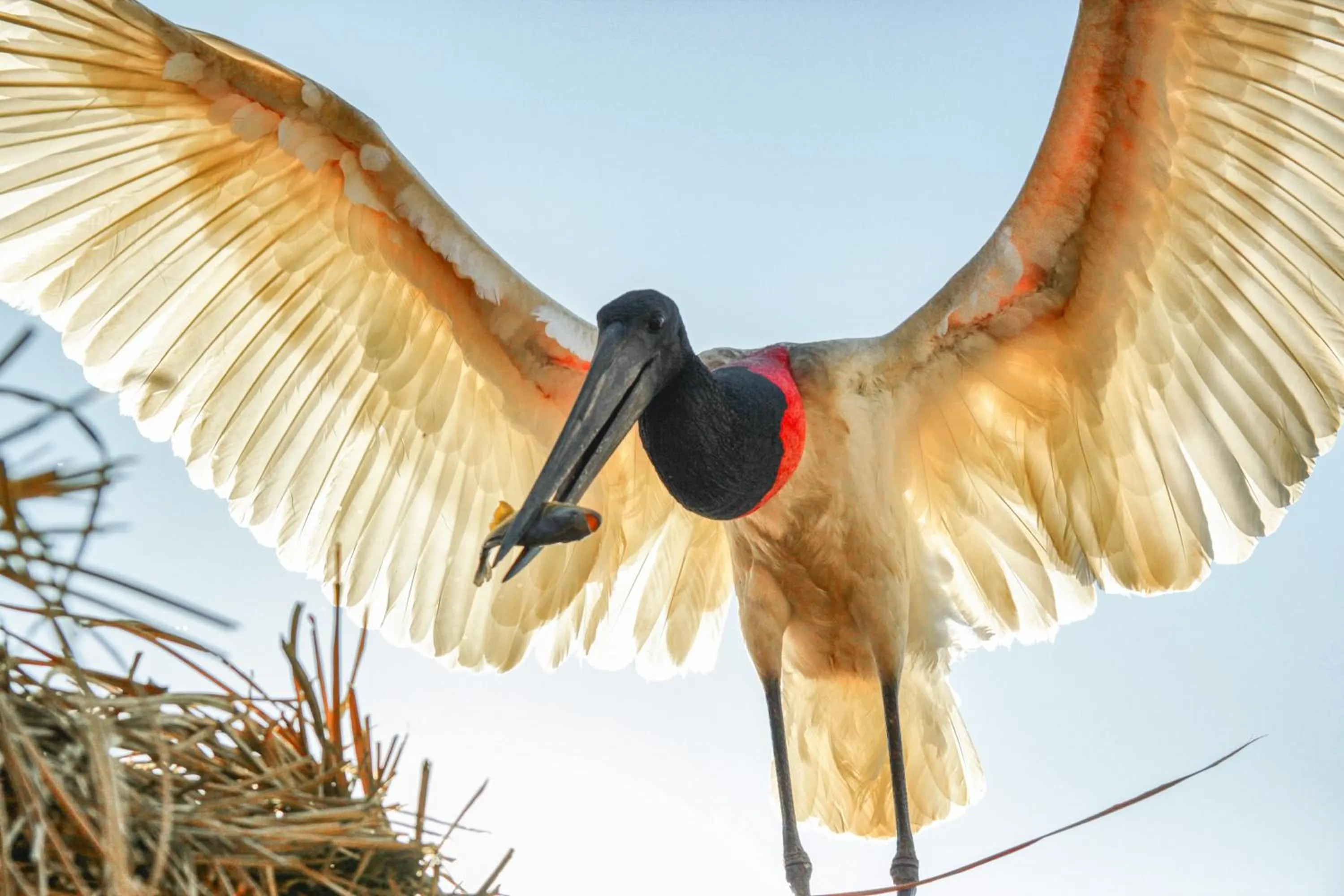 Pets in Hotel Pantanal Mato Grosso