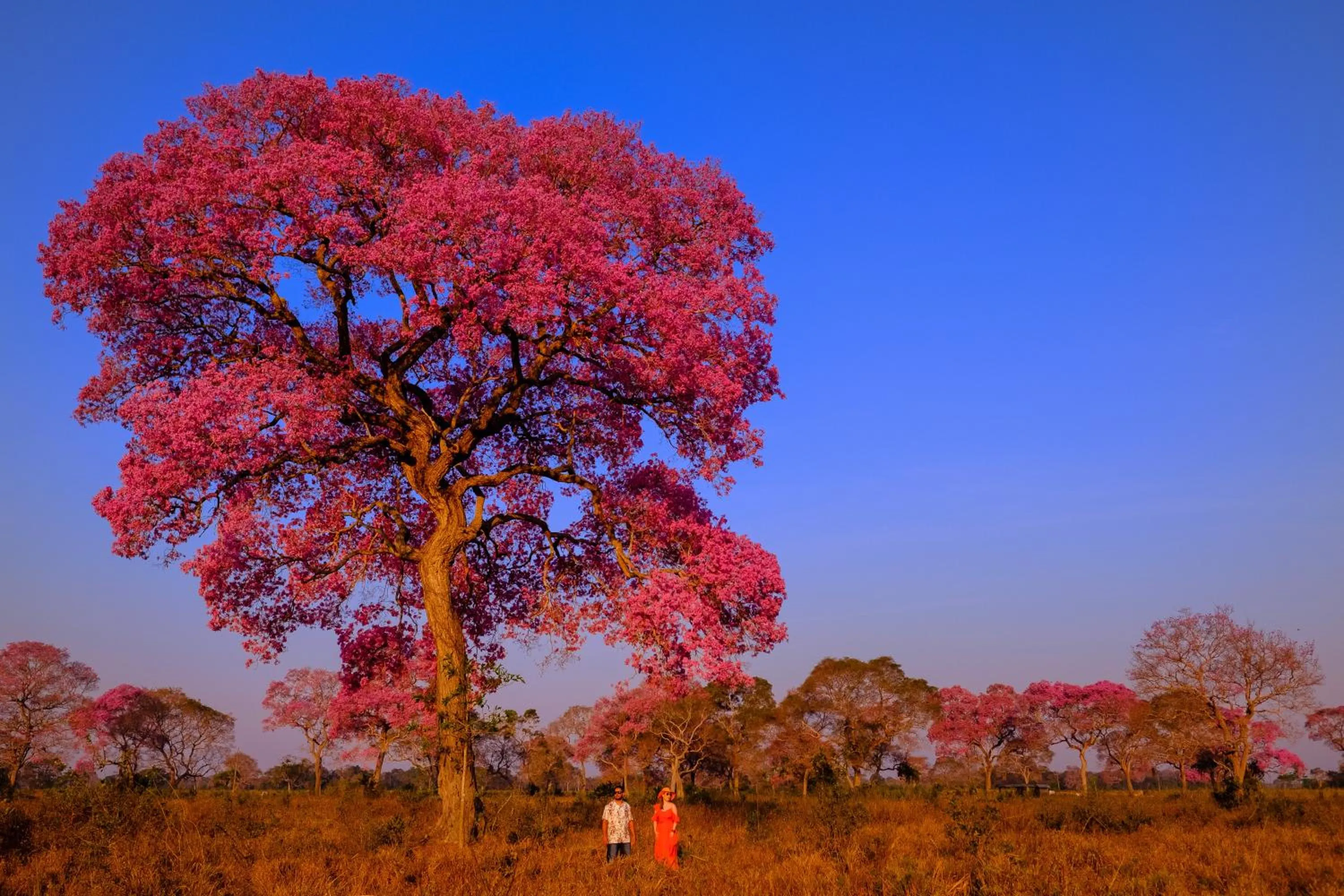 Spring in Hotel Pantanal Mato Grosso