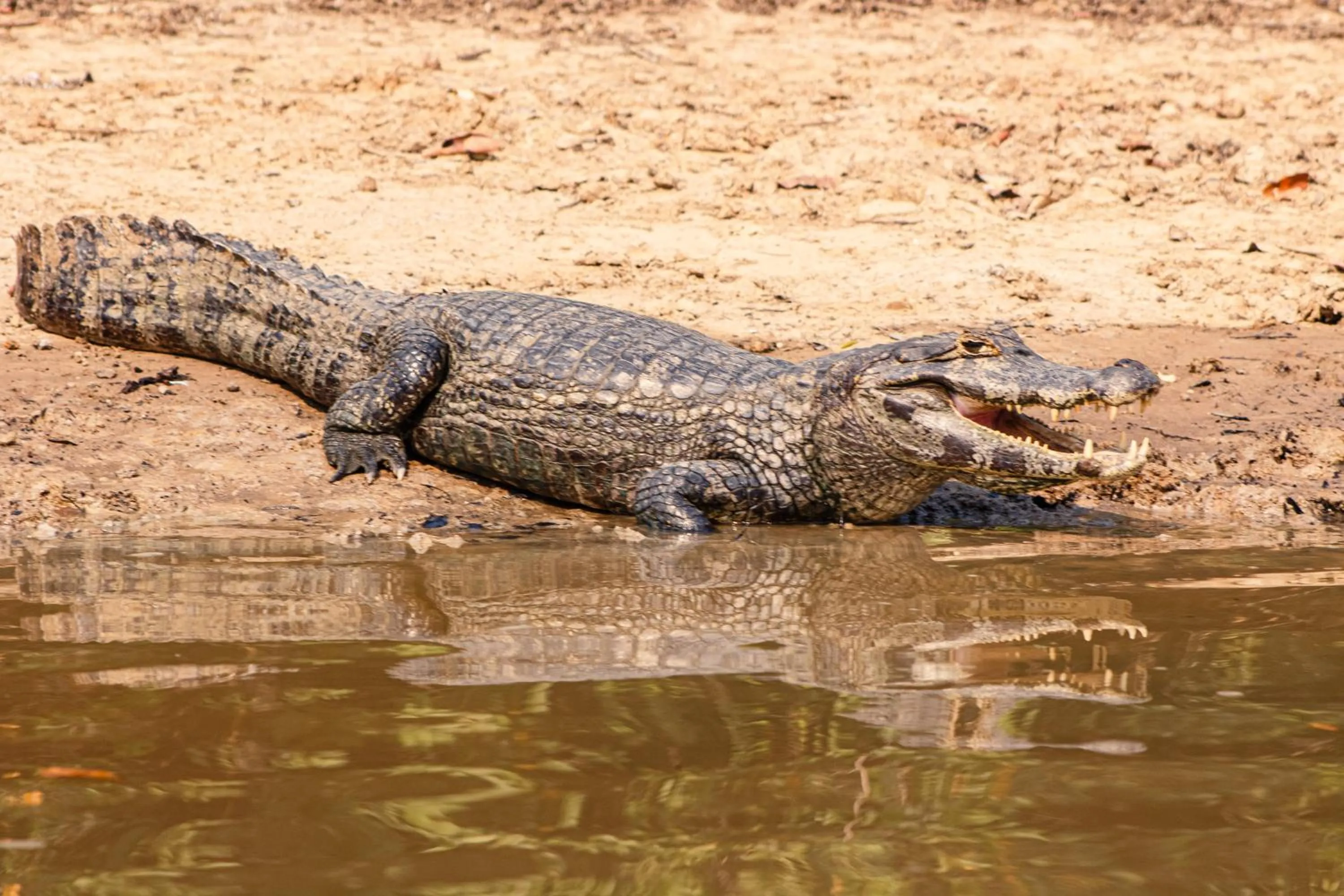 Animals in Hotel Pantanal Mato Grosso