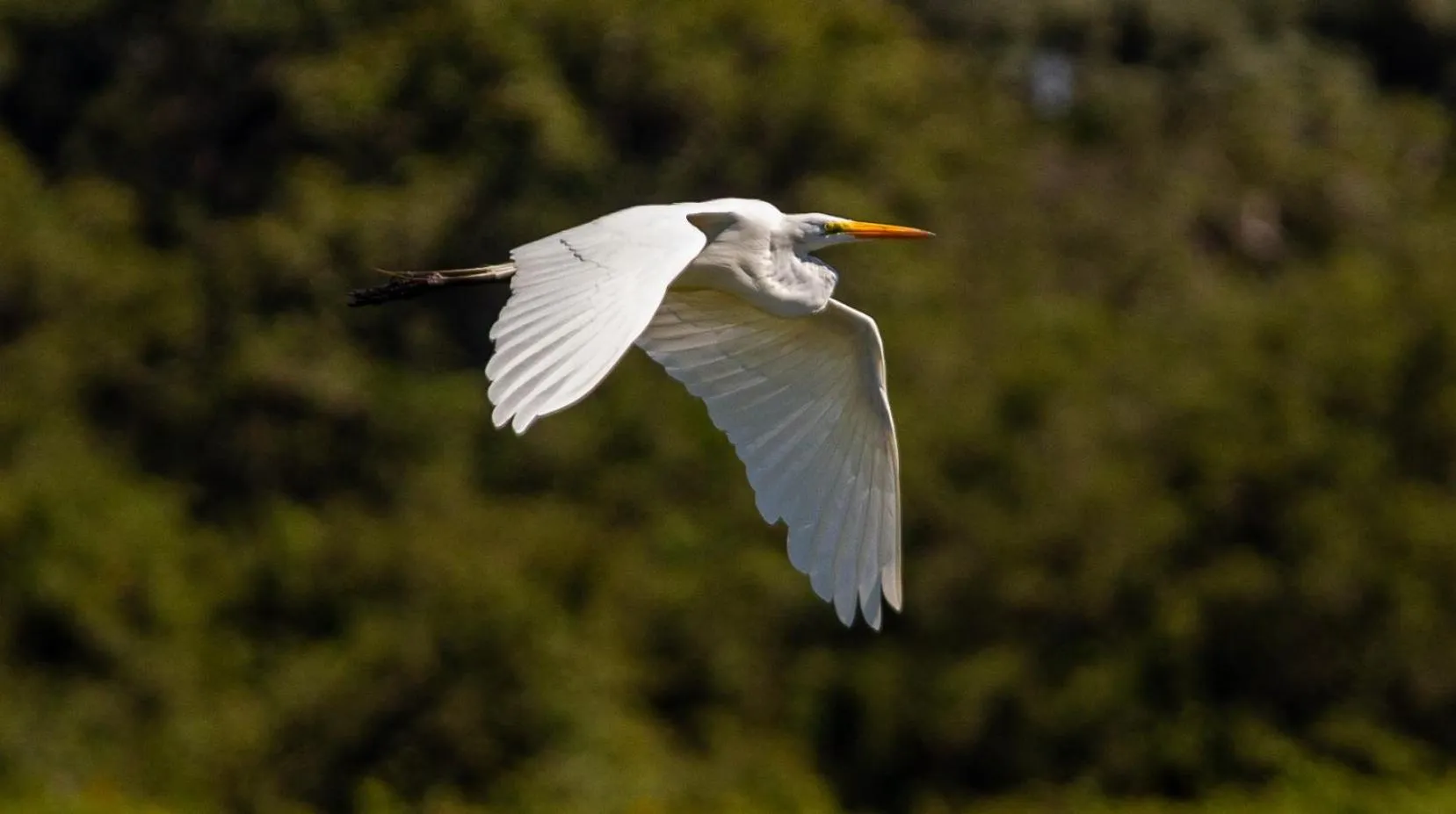 Animals in Hotel Pantanal Mato Grosso