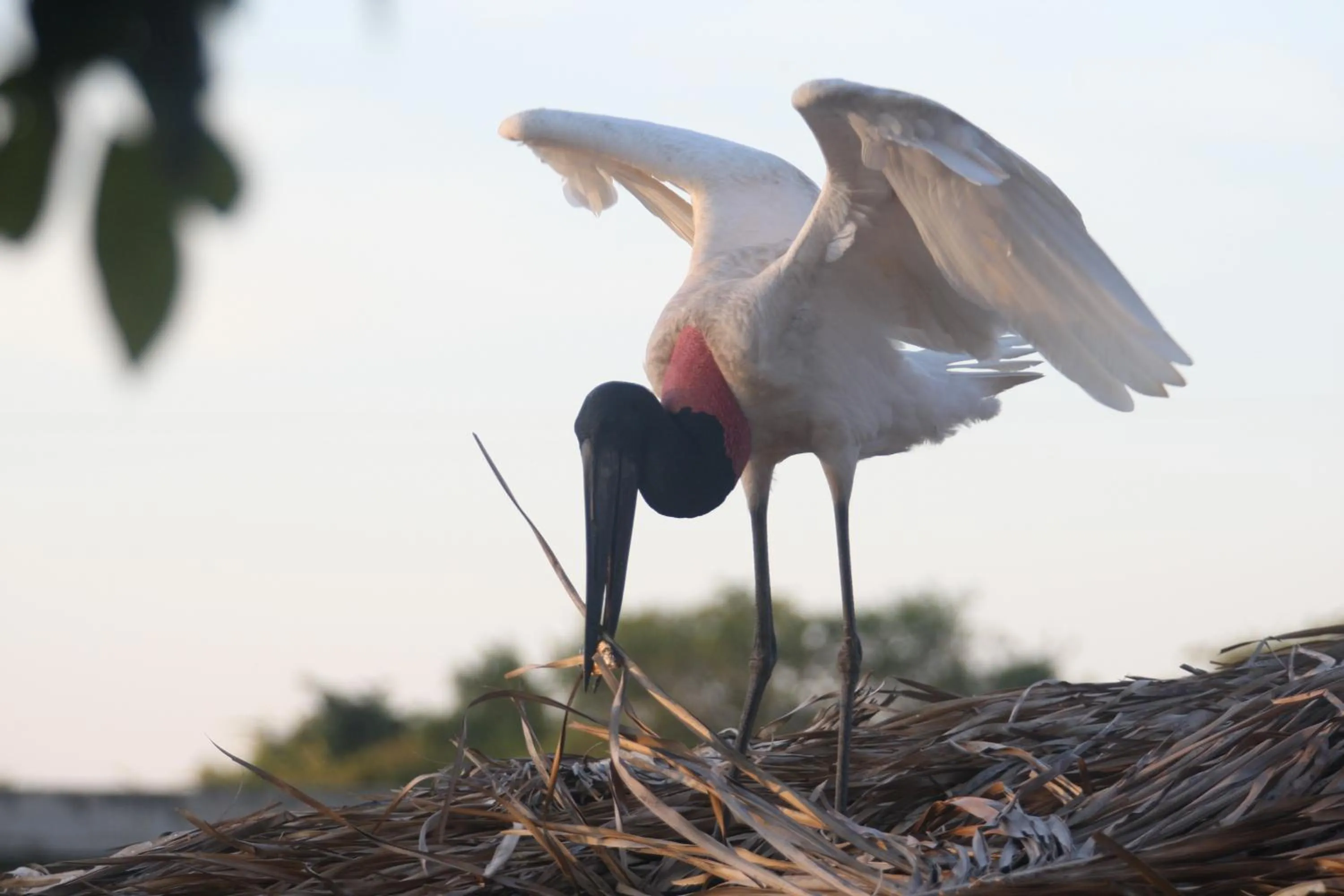 Animals in Hotel Pantanal Mato Grosso