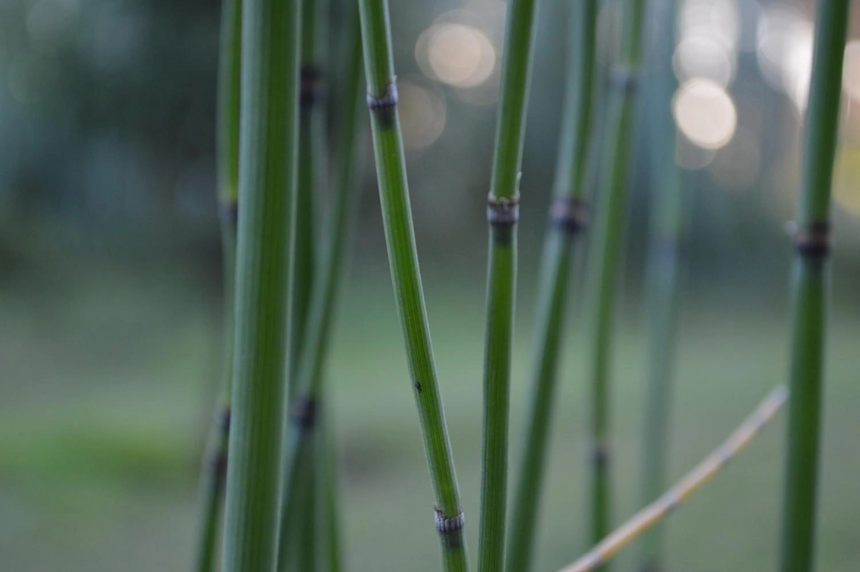Natural landscape in Valeria House Rental Suites