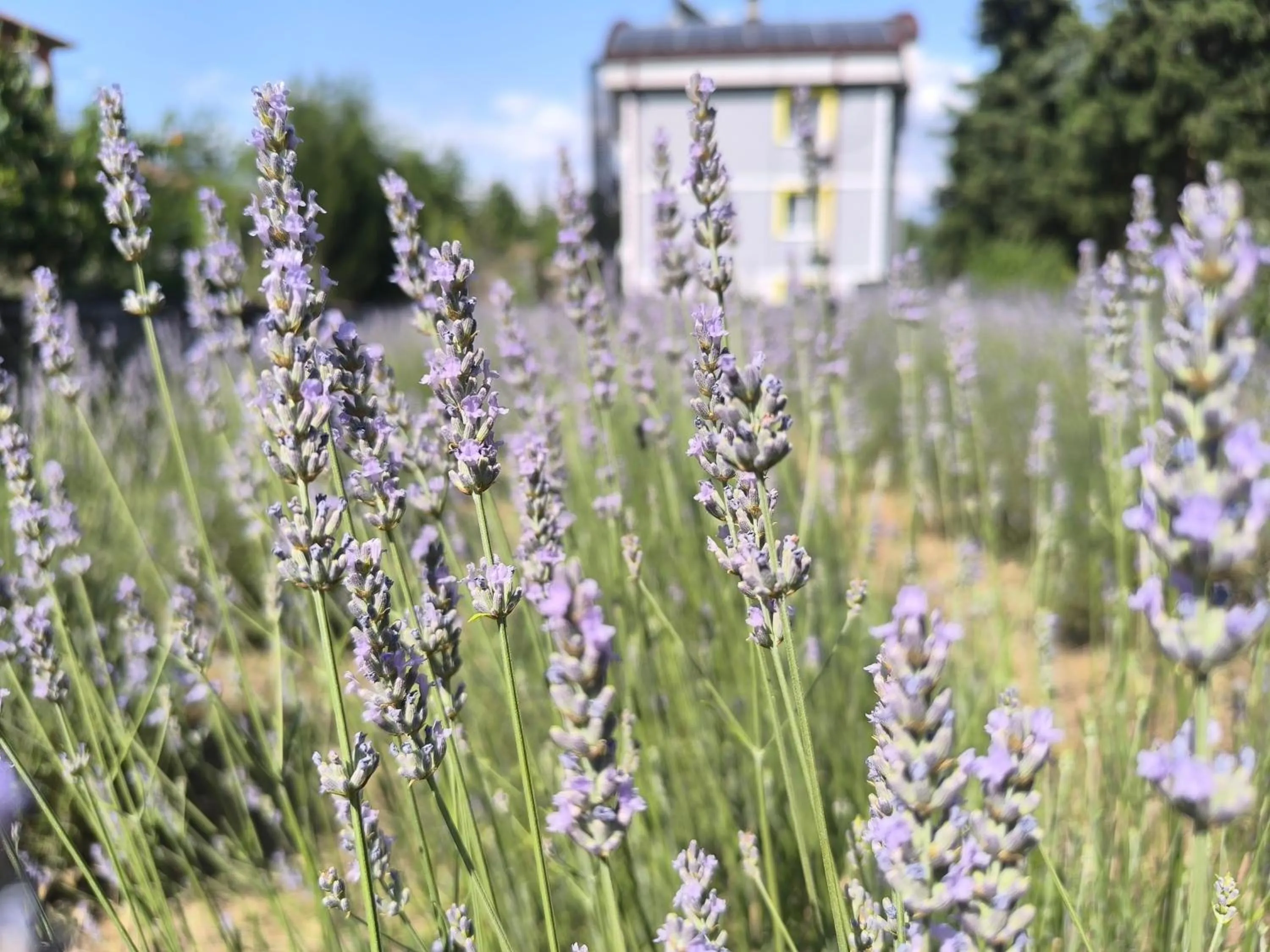 Garden view in Hannapart Otel
