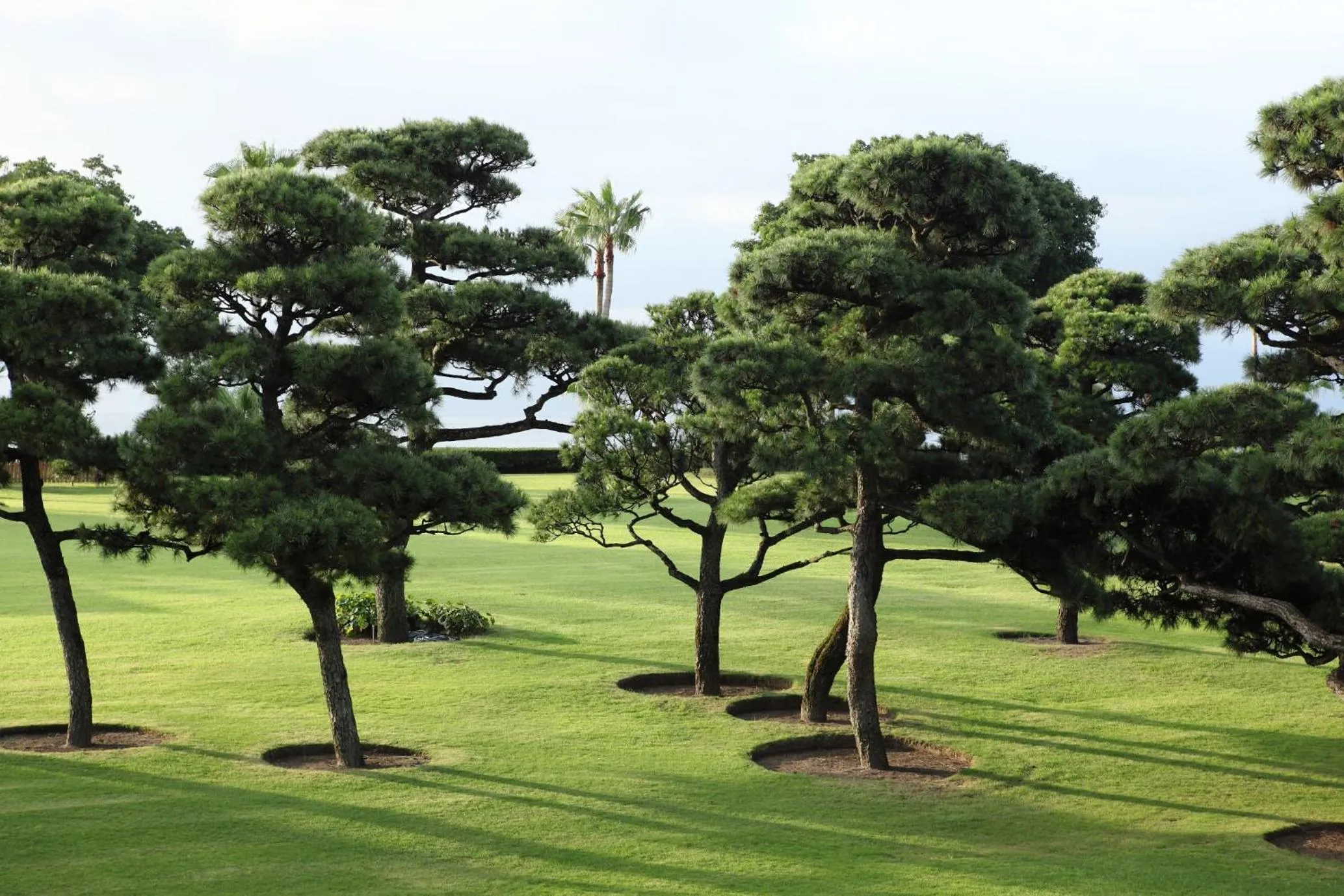 Garden in Kagoshima Sunamushionsen Ibusuki Hakusuikan