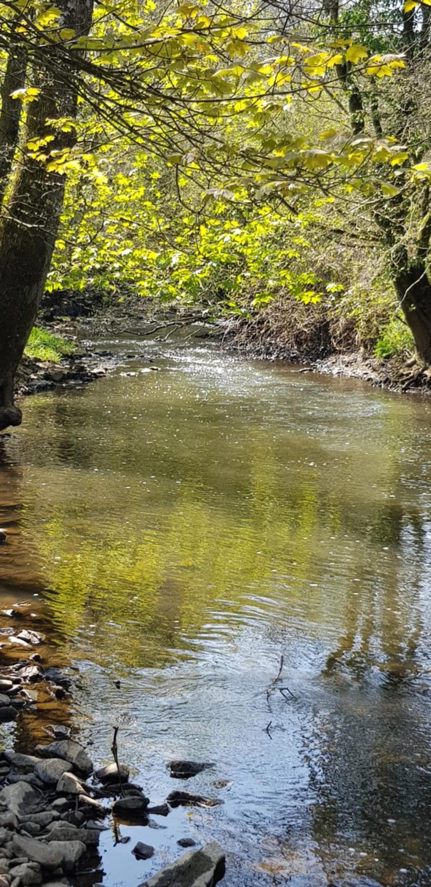Natural landscape in Kingsley Cottage