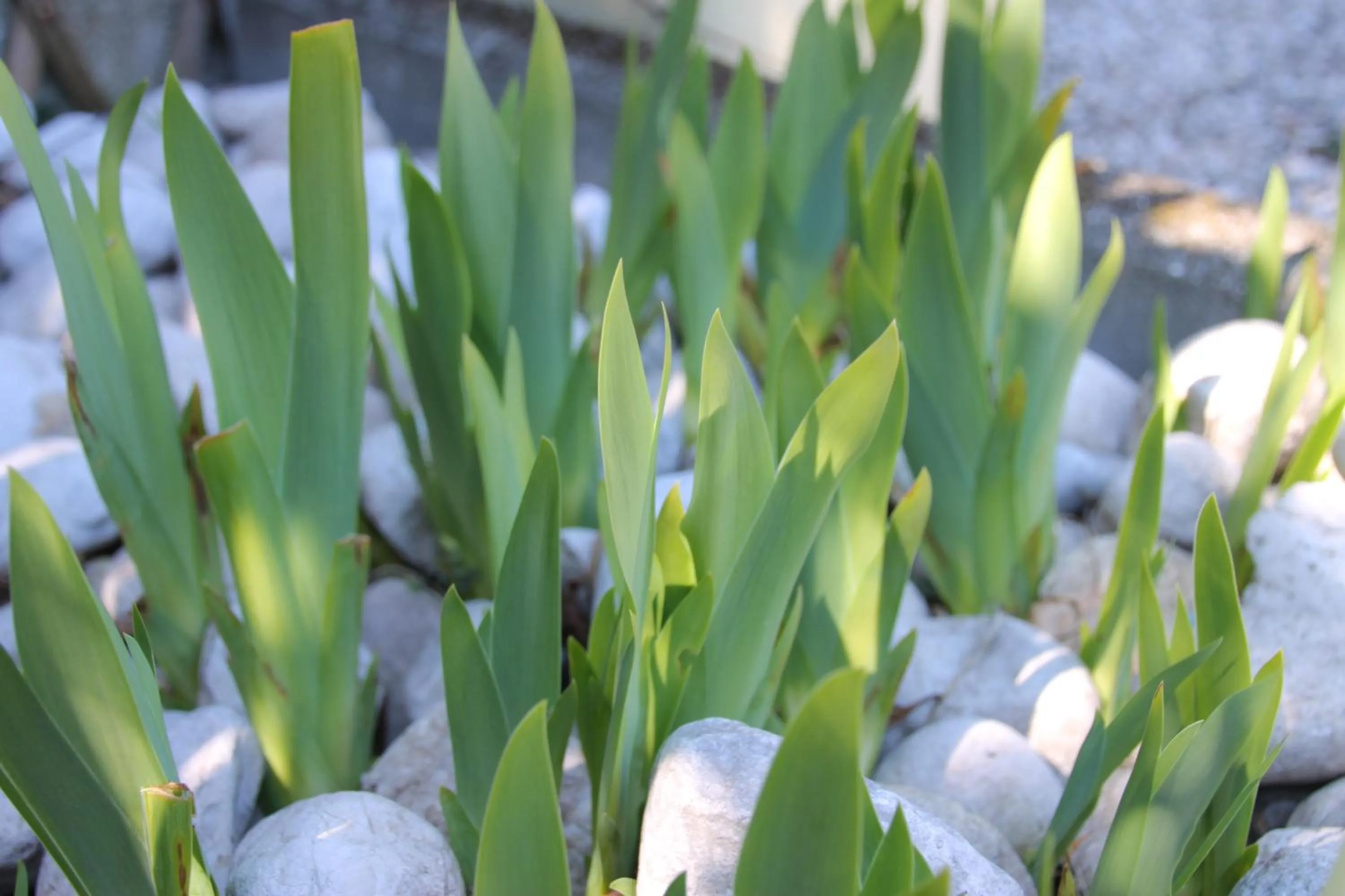 Garden in Garni Brunnenhof
