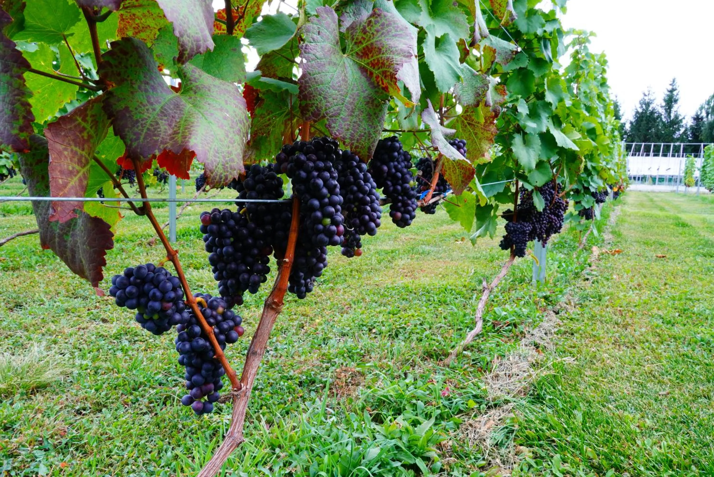 Nearby landmark in Winery Hotel and Condominium HITOHANA