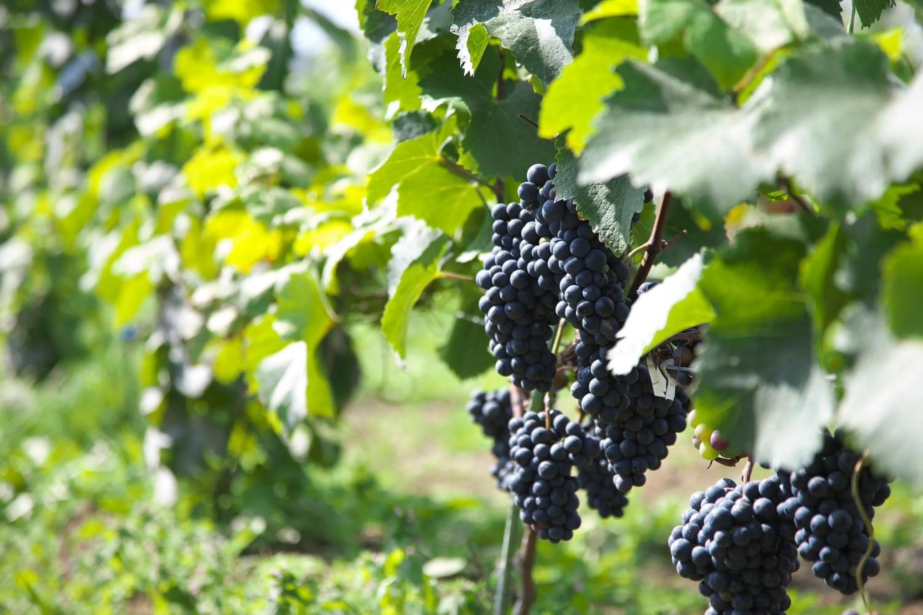 Nearby landmark in Winery Hotel and Condominium HITOHANA