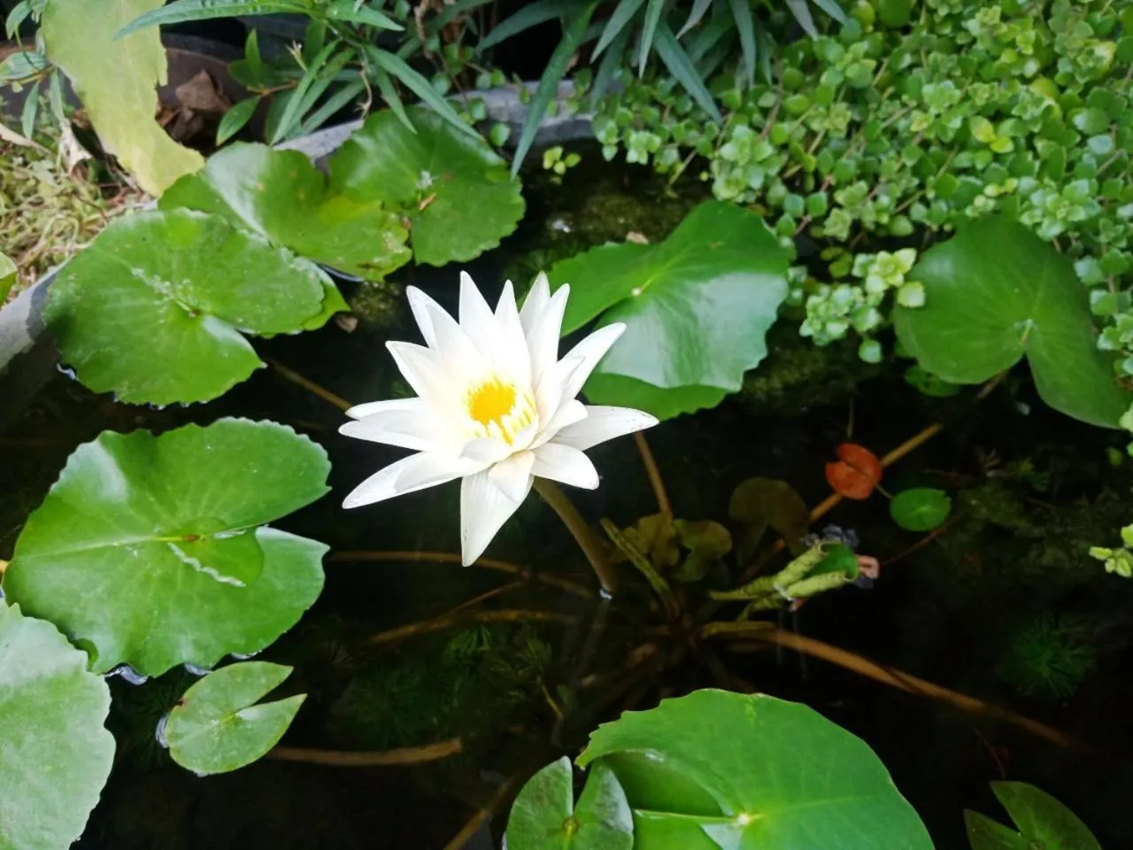 A Lanna Boutique House