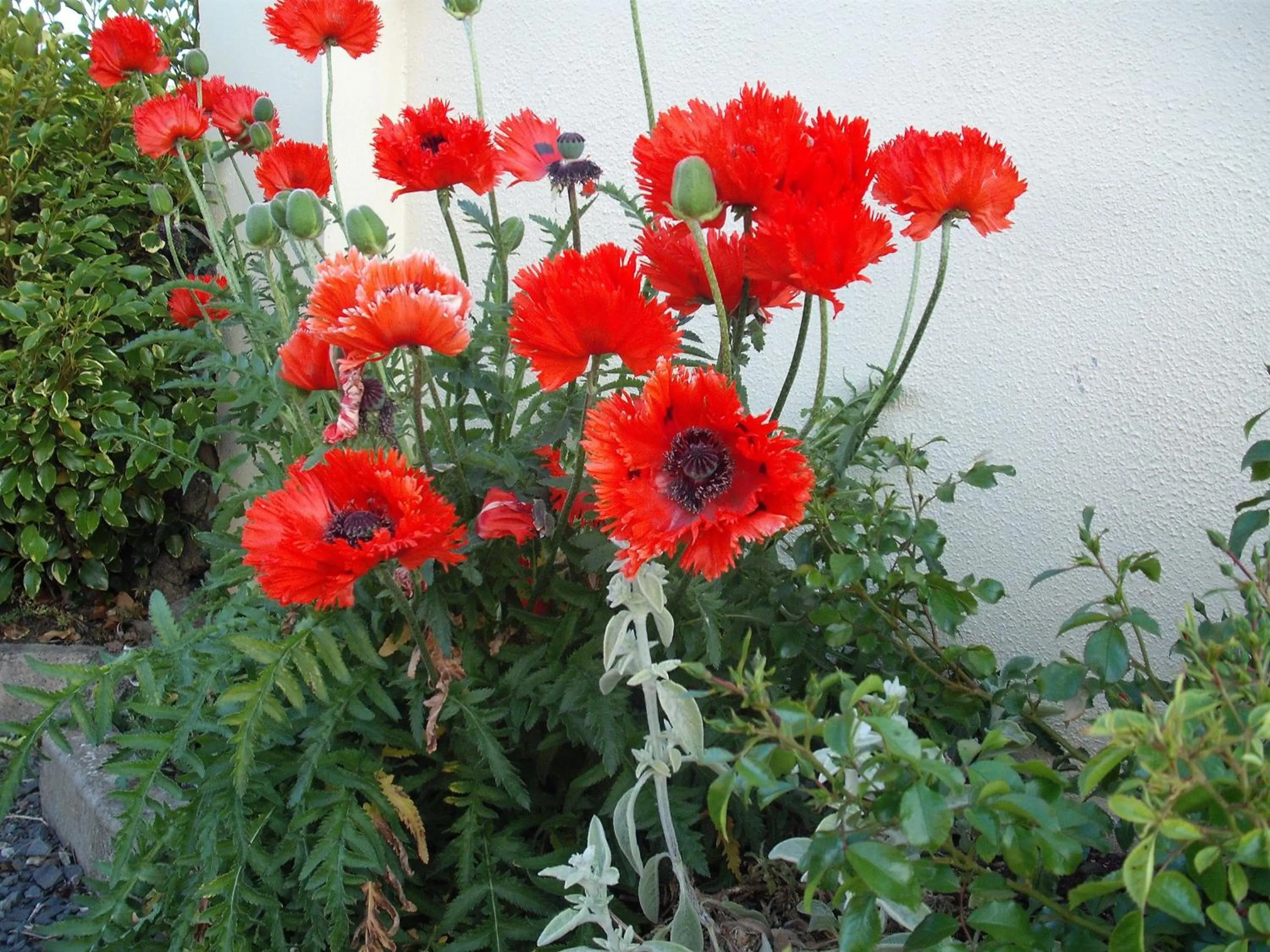 Garden in Maryville Bed and Breakfast