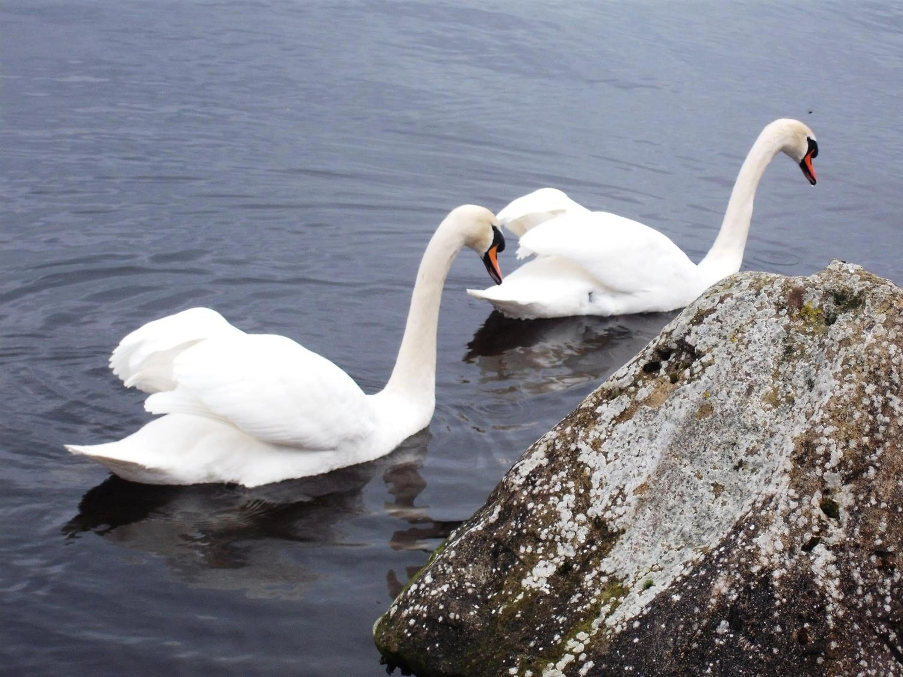 Area and facilities in Maryville Bed and Breakfast