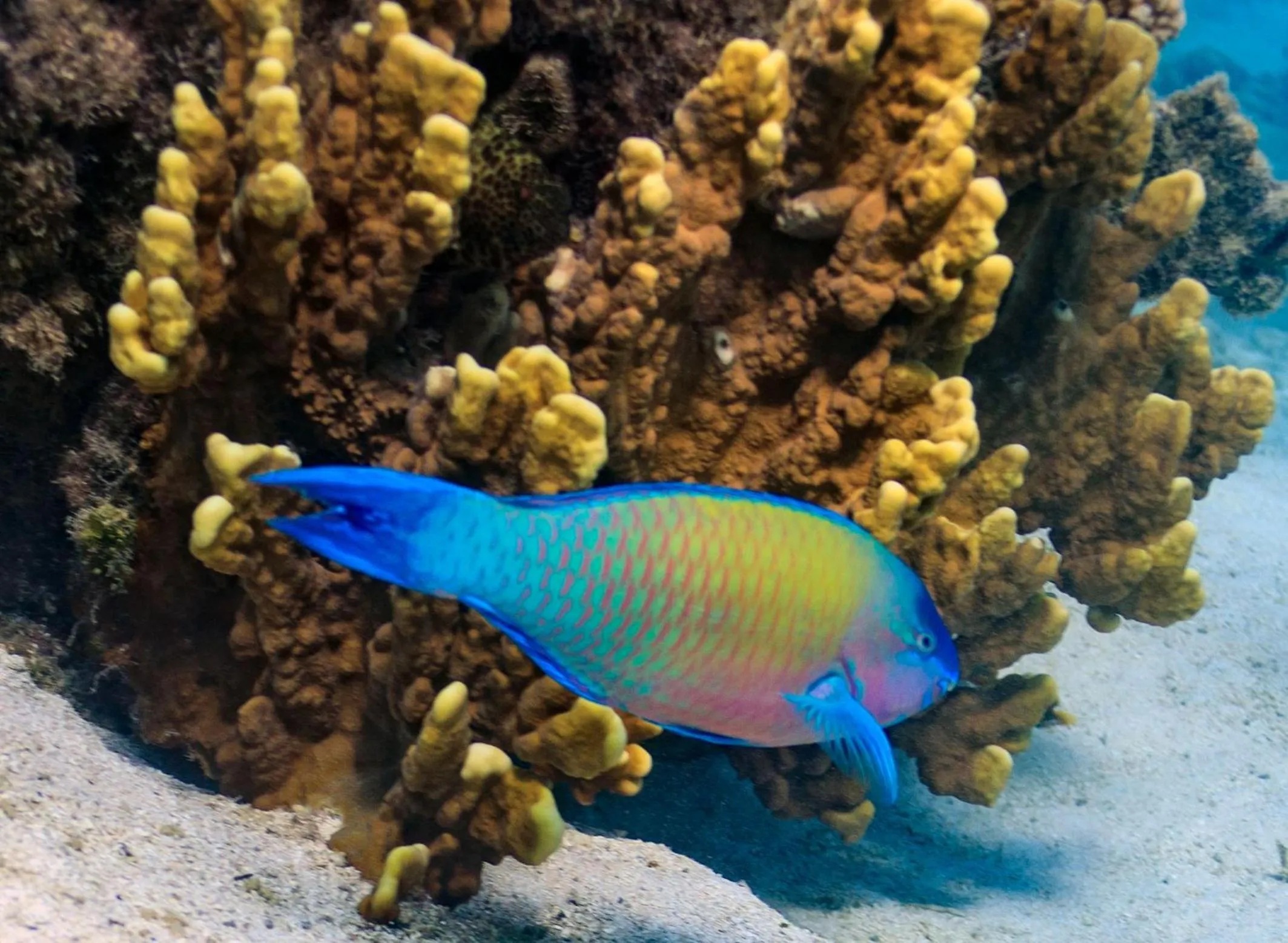 Snorkeling in The Rarotongan Beach Resort & Lagoonarium