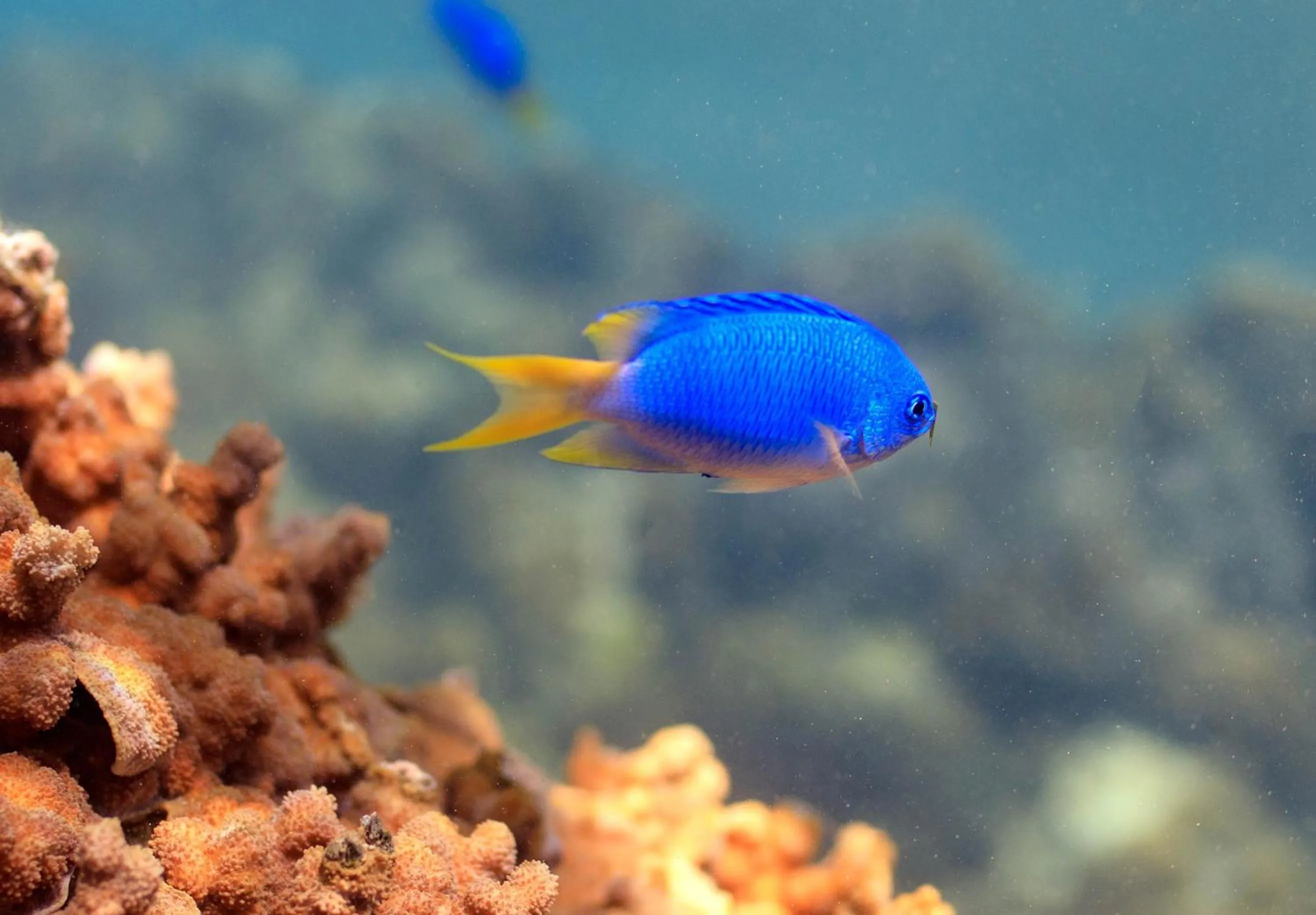 Snorkeling in The Rarotongan Beach Resort & Lagoonarium