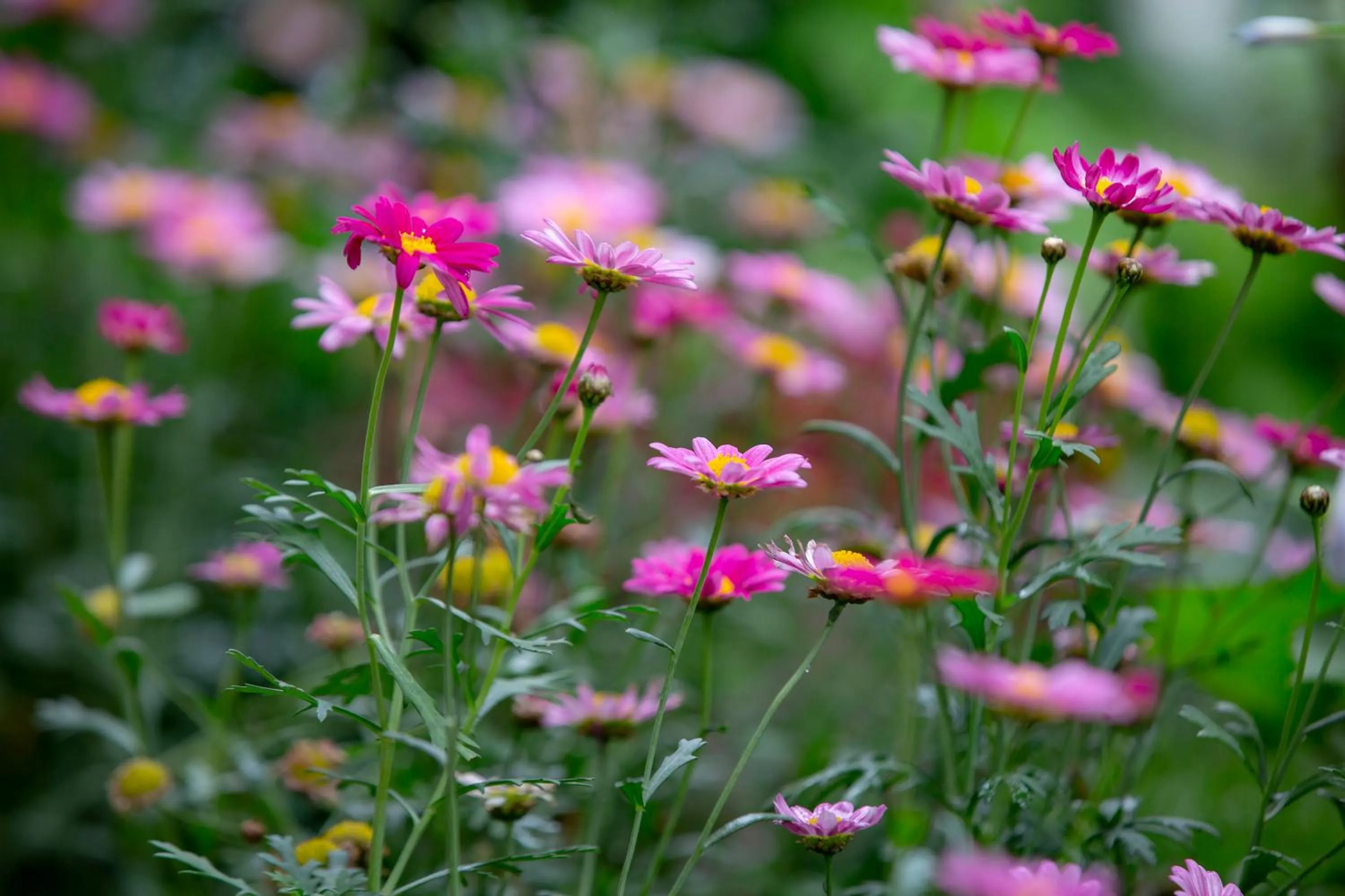 Garden in Urban Rosa Cafe&Inn