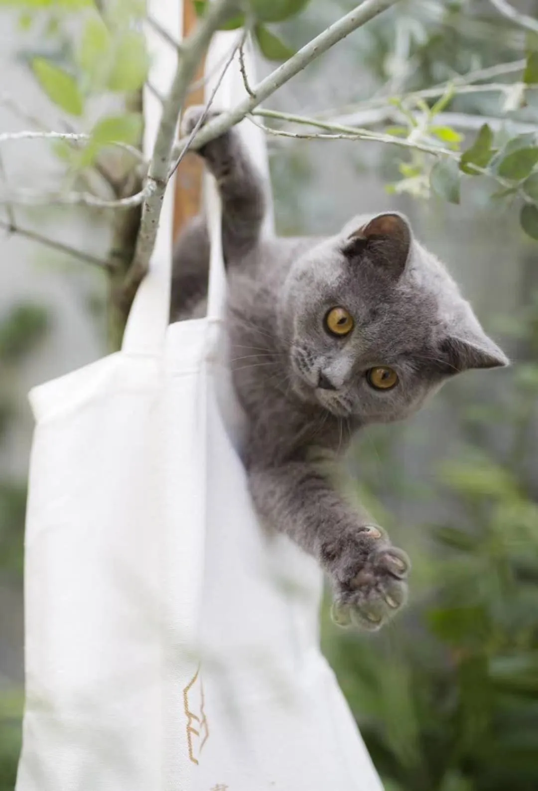 Pets in Urban Rosa Cafe&Inn