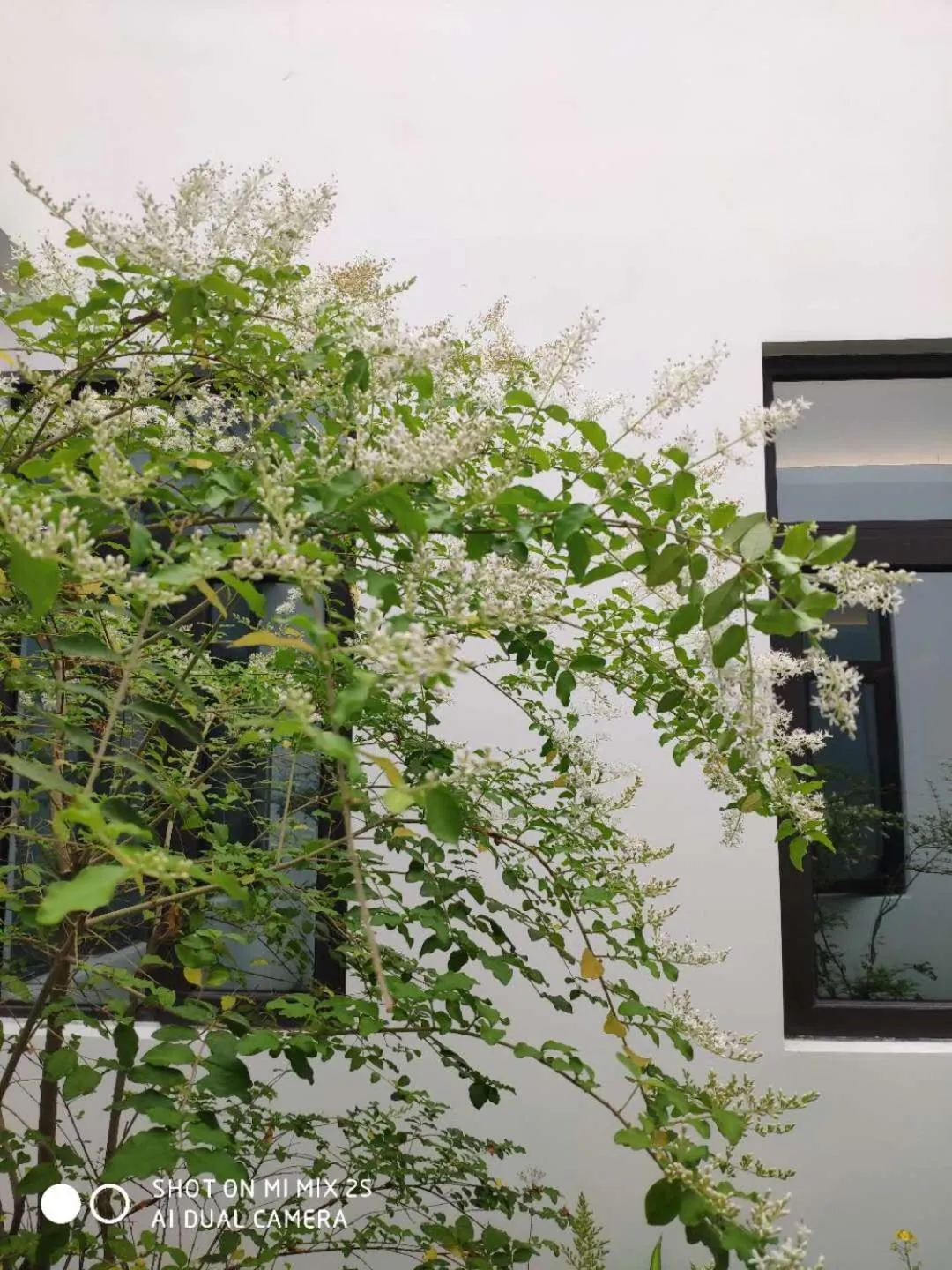 Garden in Urban Rosa Cafe&Inn