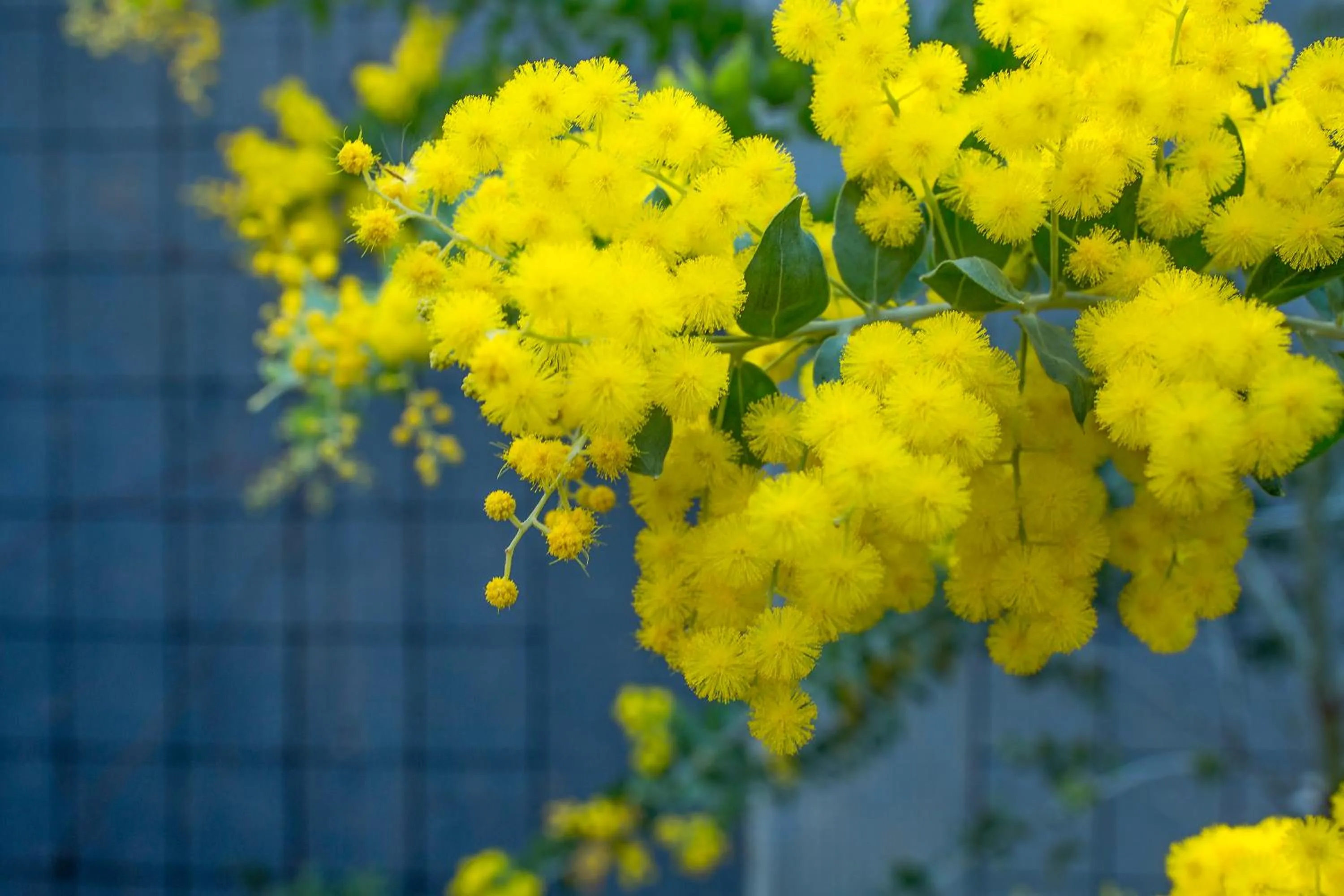 Garden in Urban Rosa Cafe&Inn