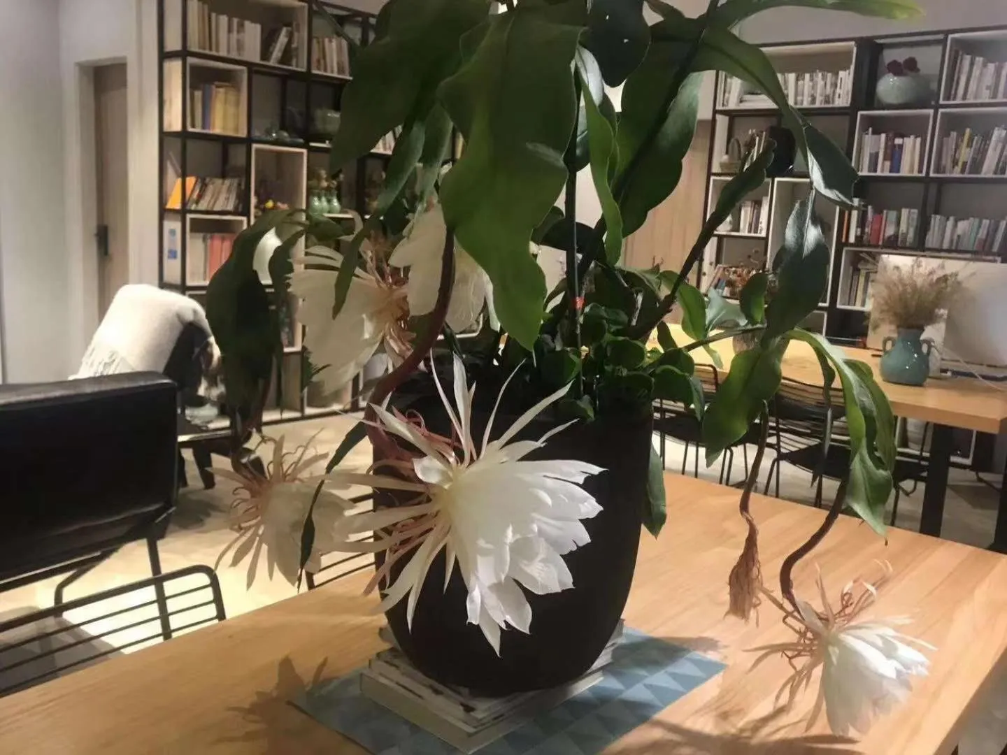 Library in Urban Rosa Cafe&Inn