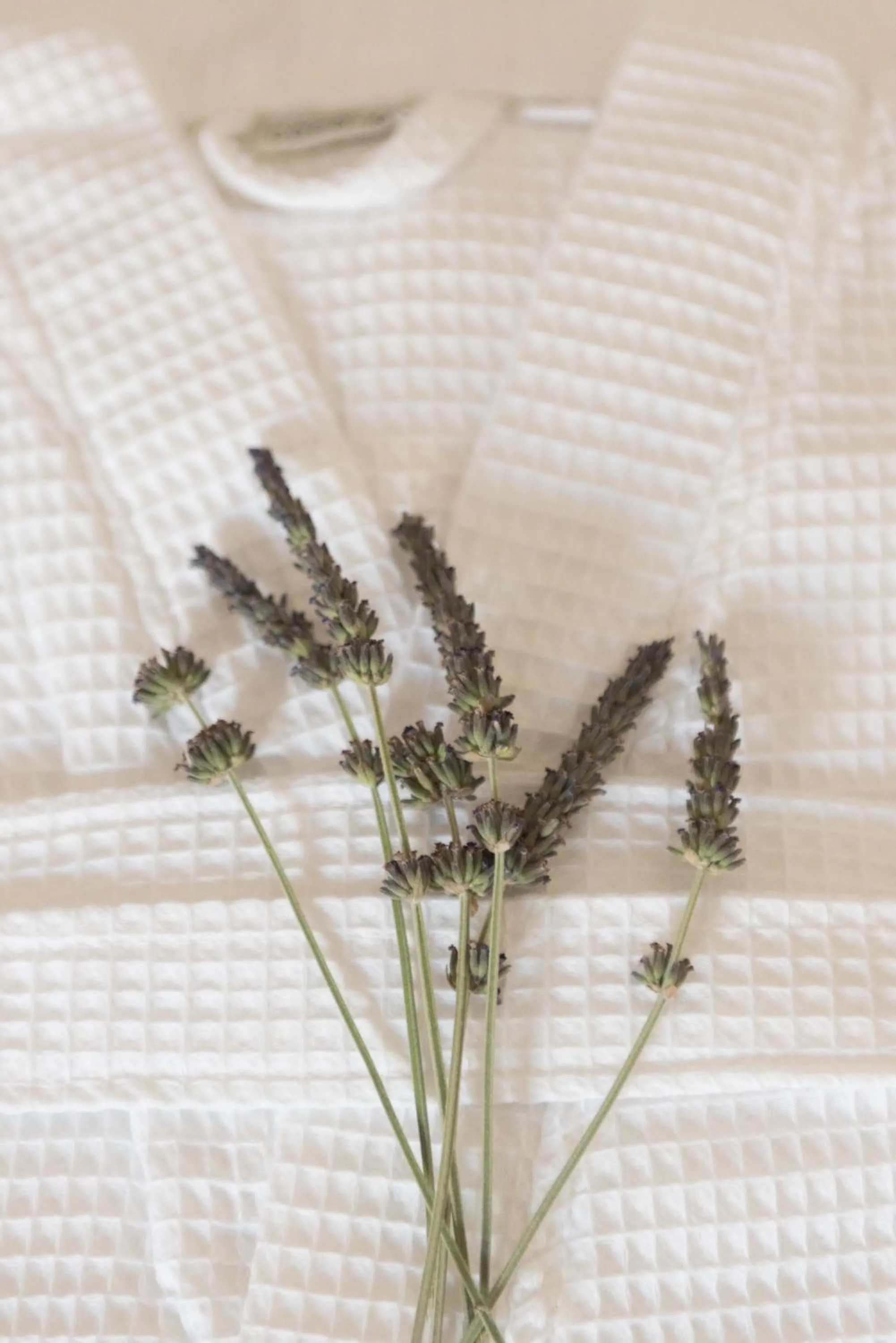 Area and facilities in Calme Suites Mani