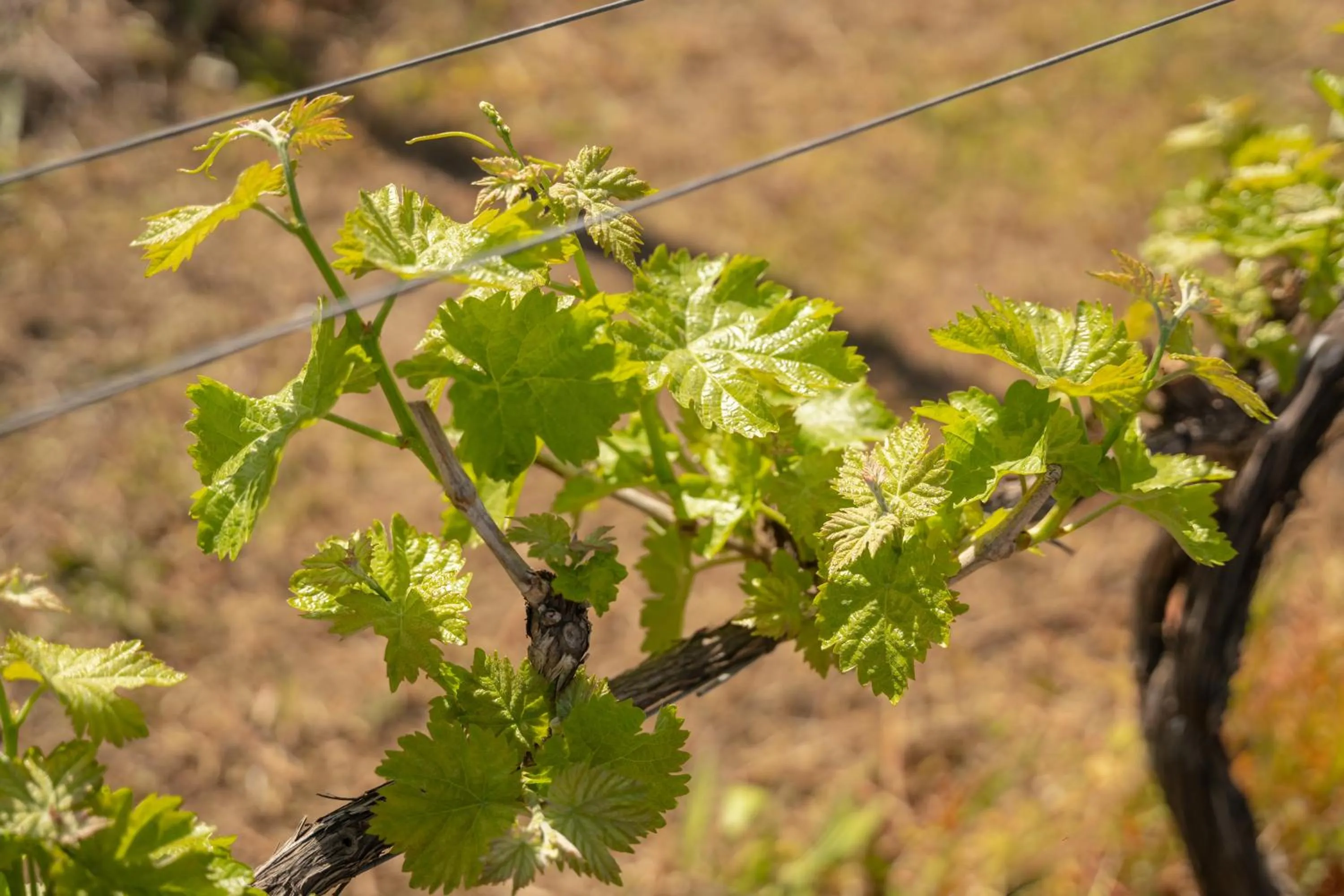 Off site in Casa da Calçada