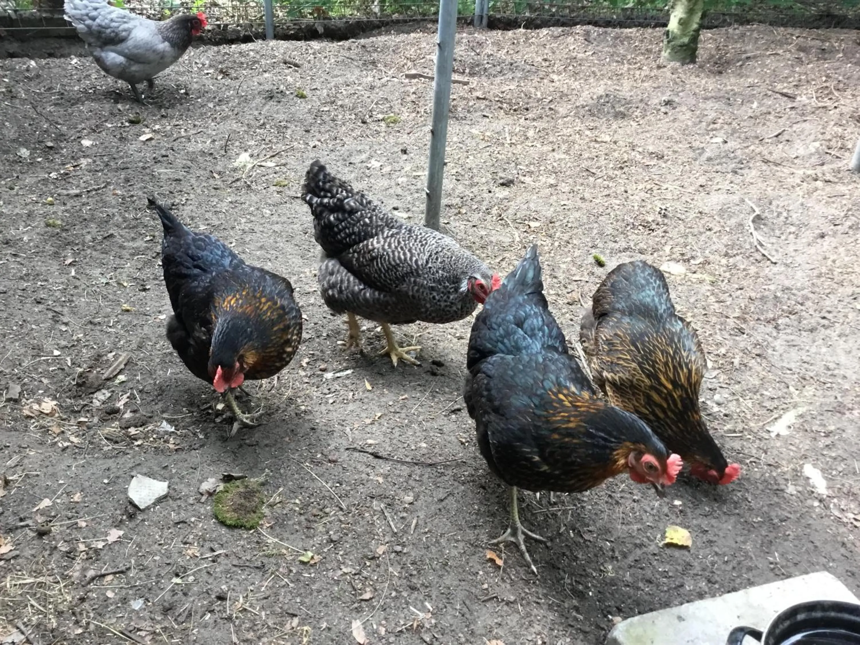 Animals in B&B Op 't Eikenschoor