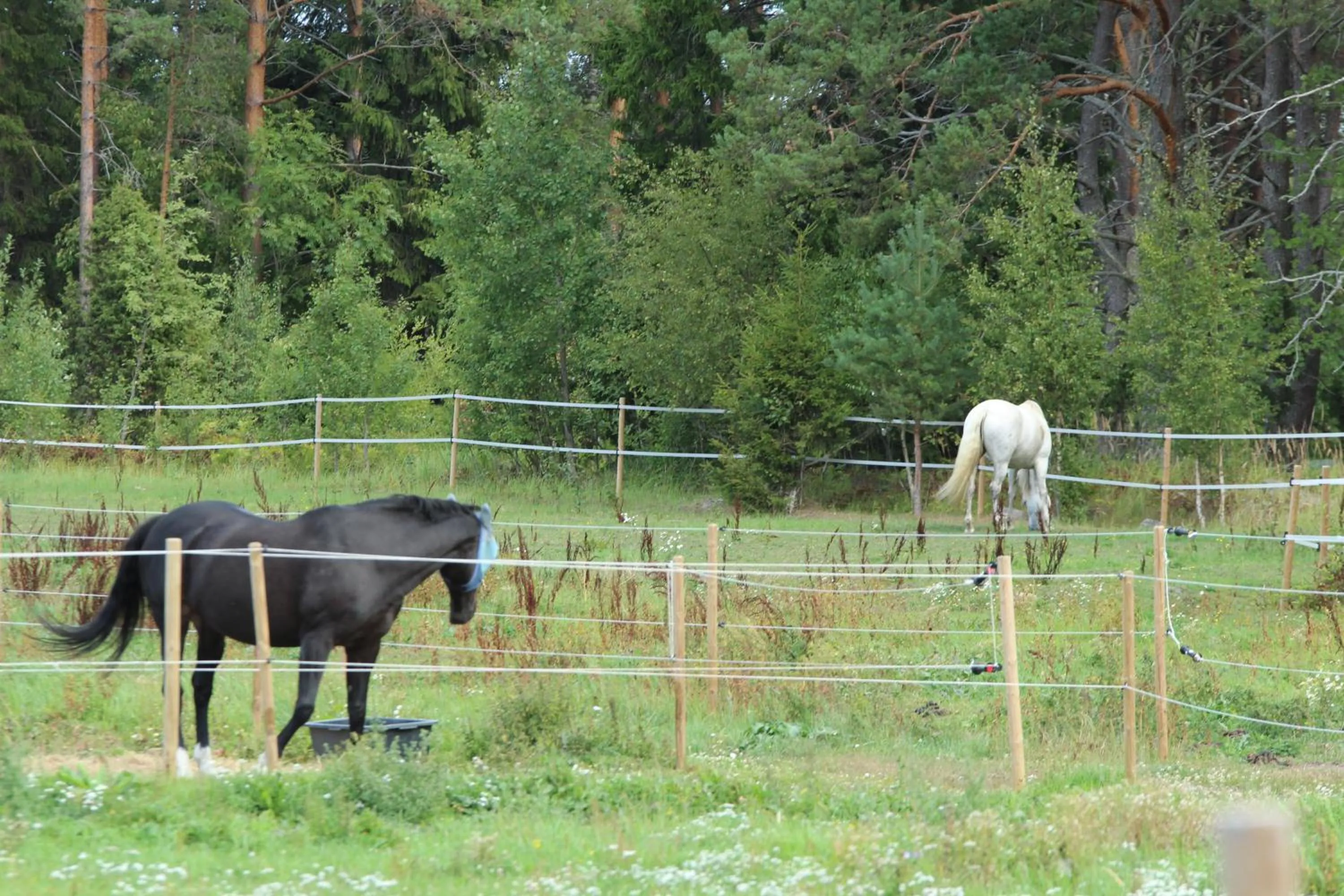 Horse-riding in Granlunda Gård