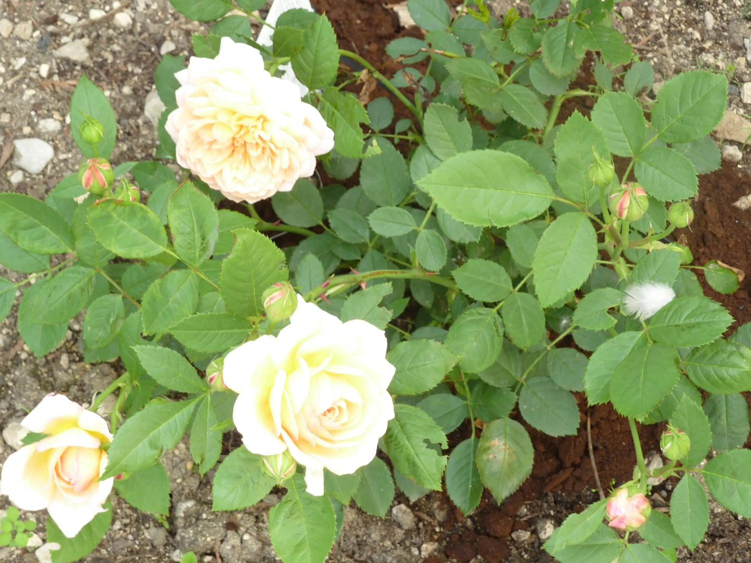 Garden in Lac'Hotel France