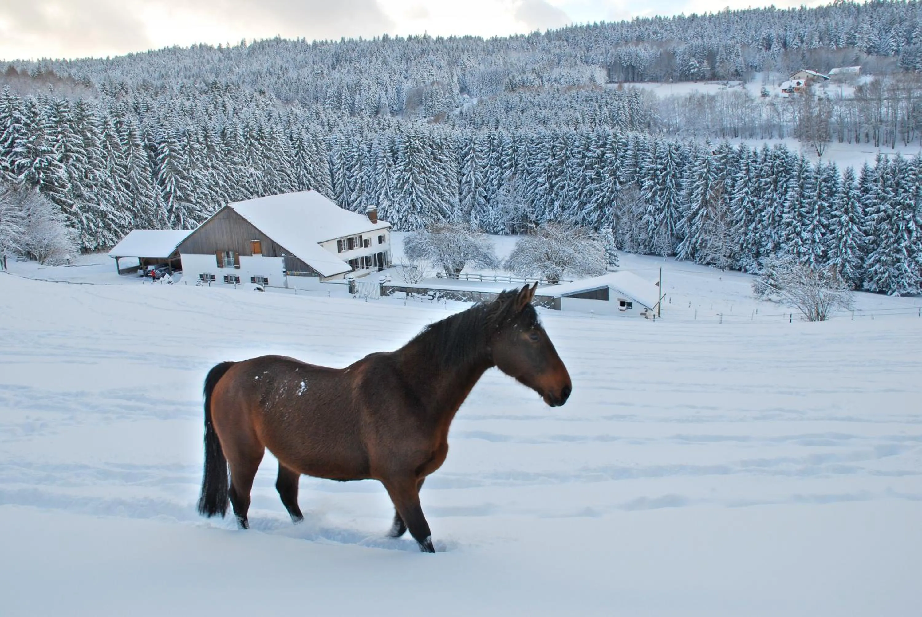 Area and facilities in Chambre d'hôtes Kieffer Le Grand Bienfaisy