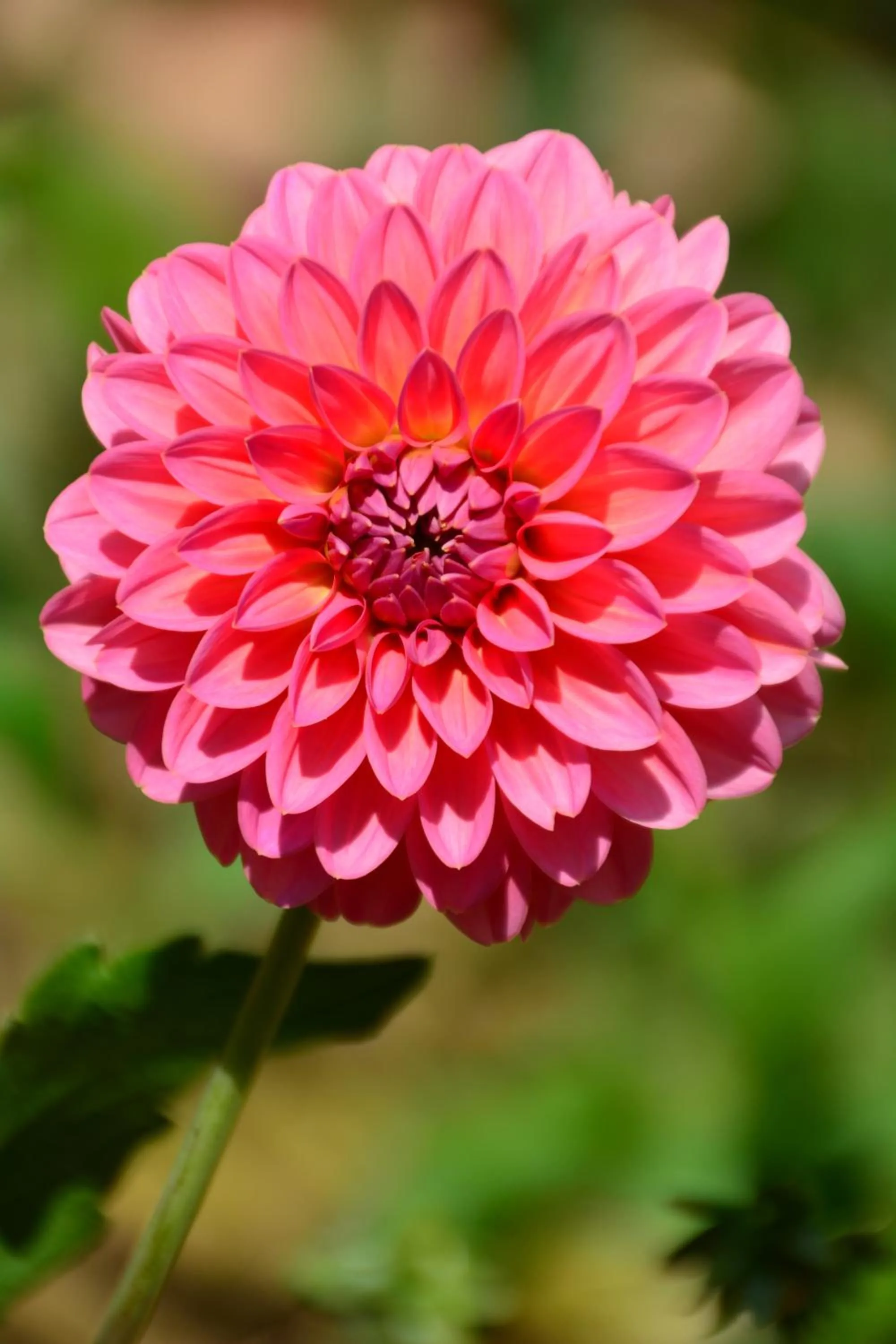 Garden in Les Jardins de l'Ermitage