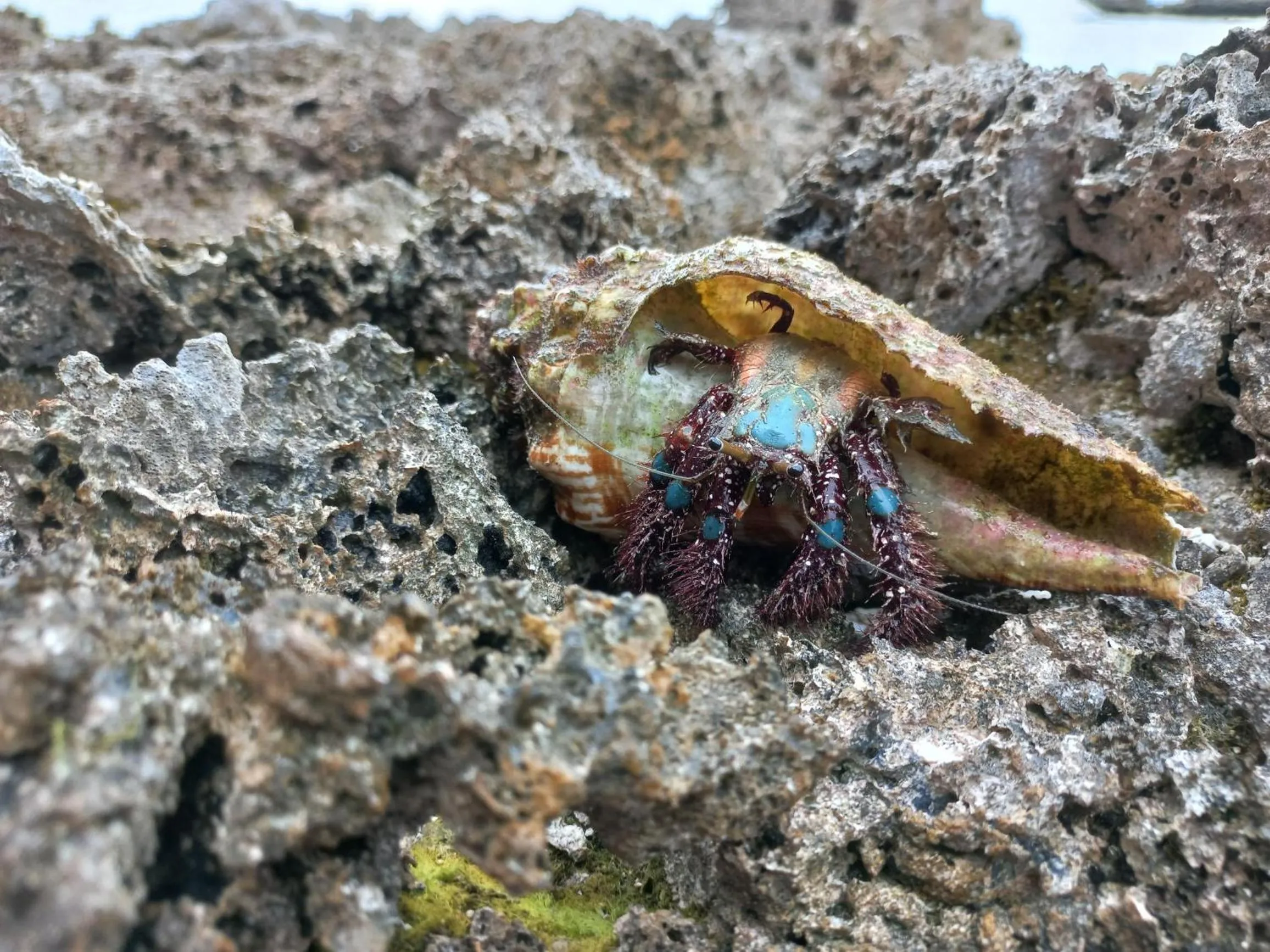 Off site in Fare Oviri Lodge