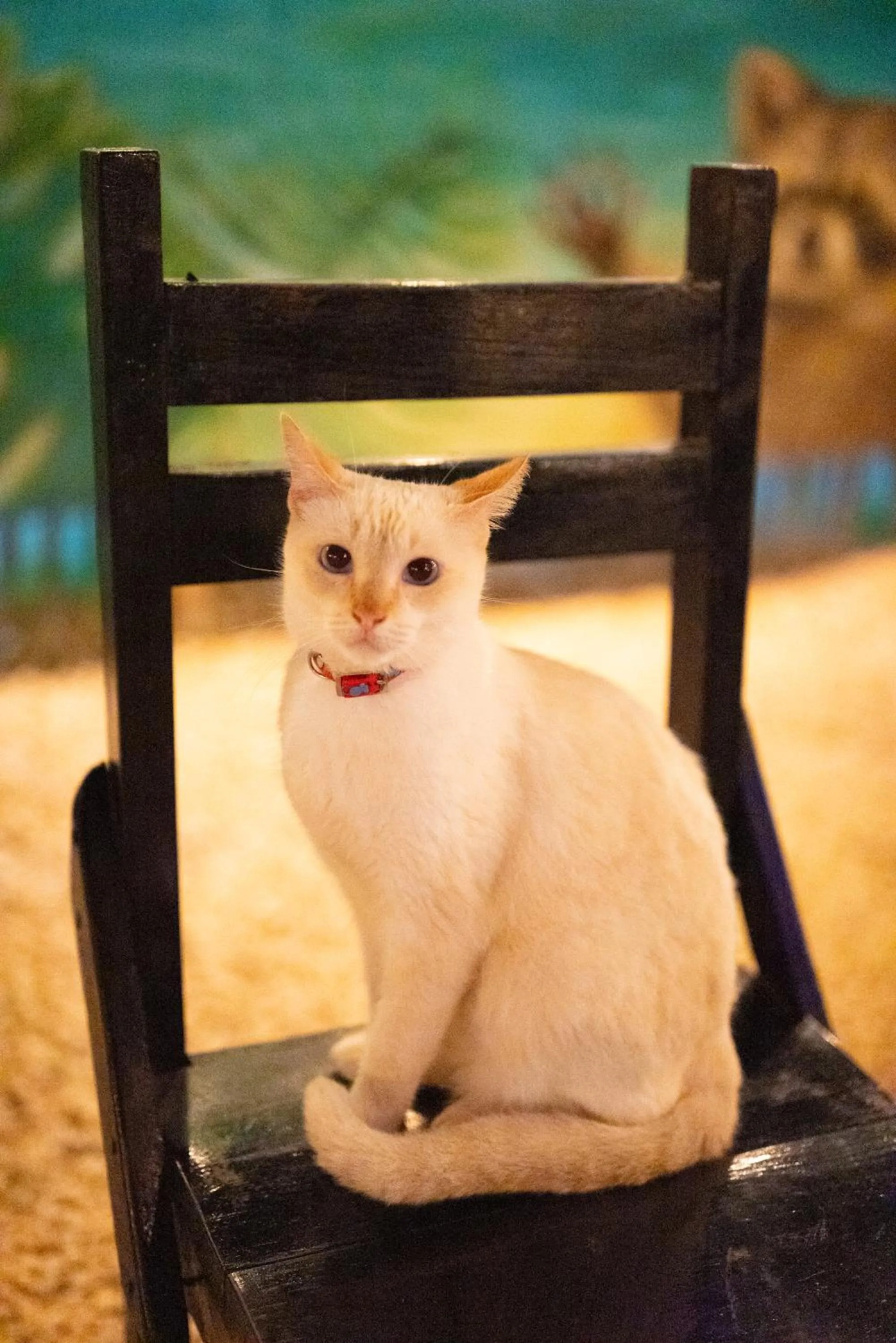 Pets in Mapache Hostel