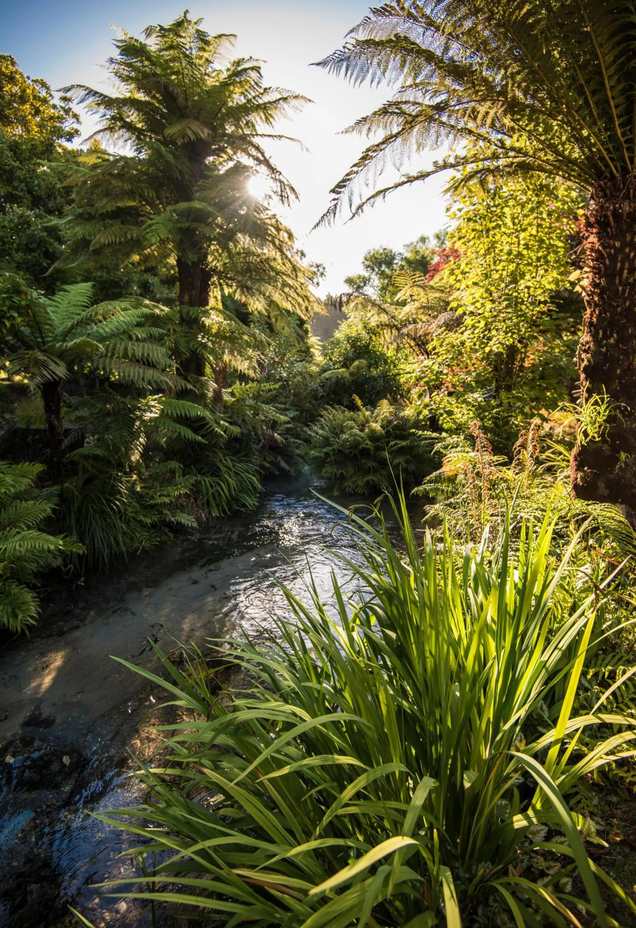 Garden in Ripple Rotorua