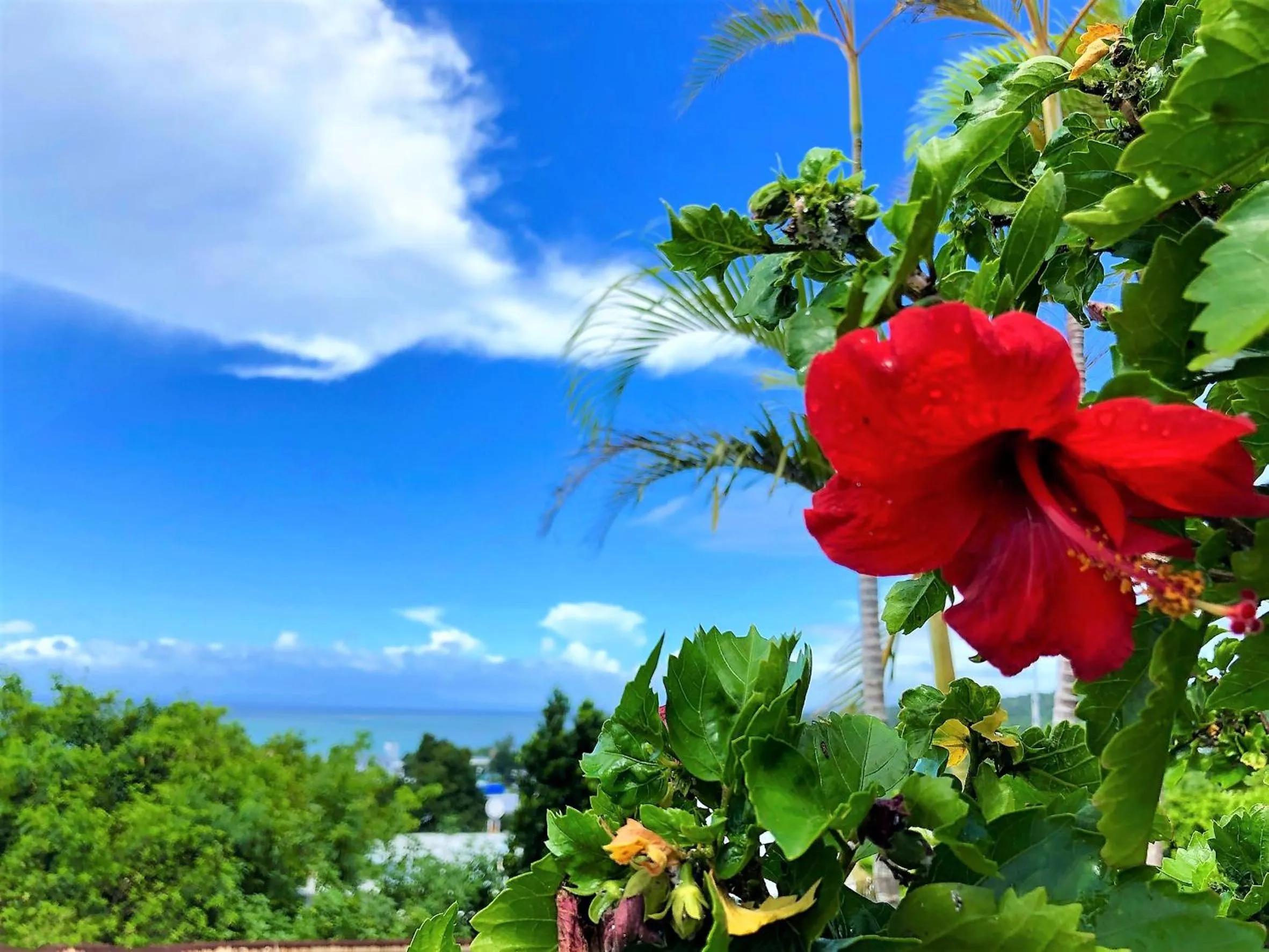 Summer in E-horizon Resort Condominium Yomitan