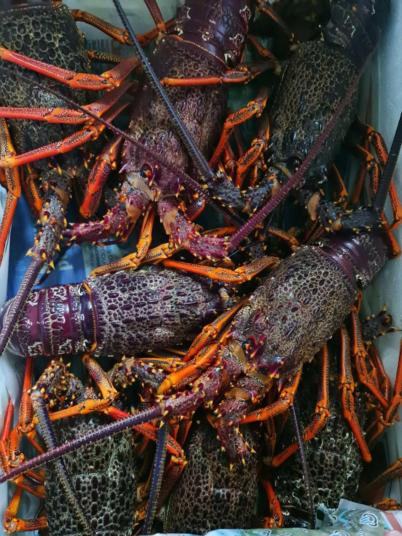 Restaurant/places to eat in The Village Inn Hotel