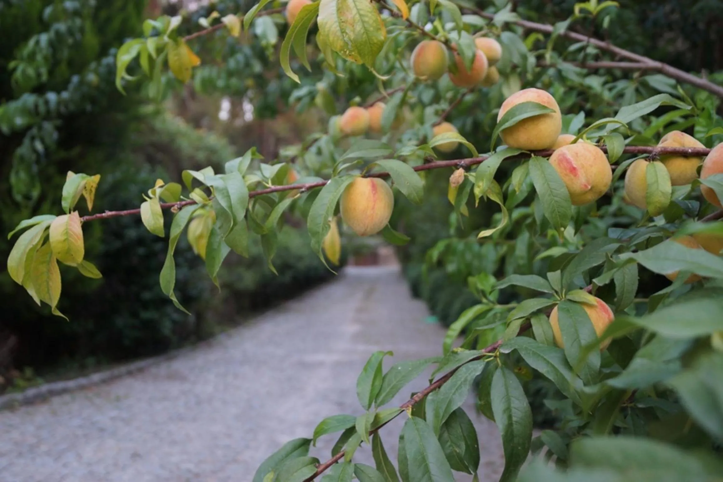 Natural landscape in Padok Premium Hotel & Stables