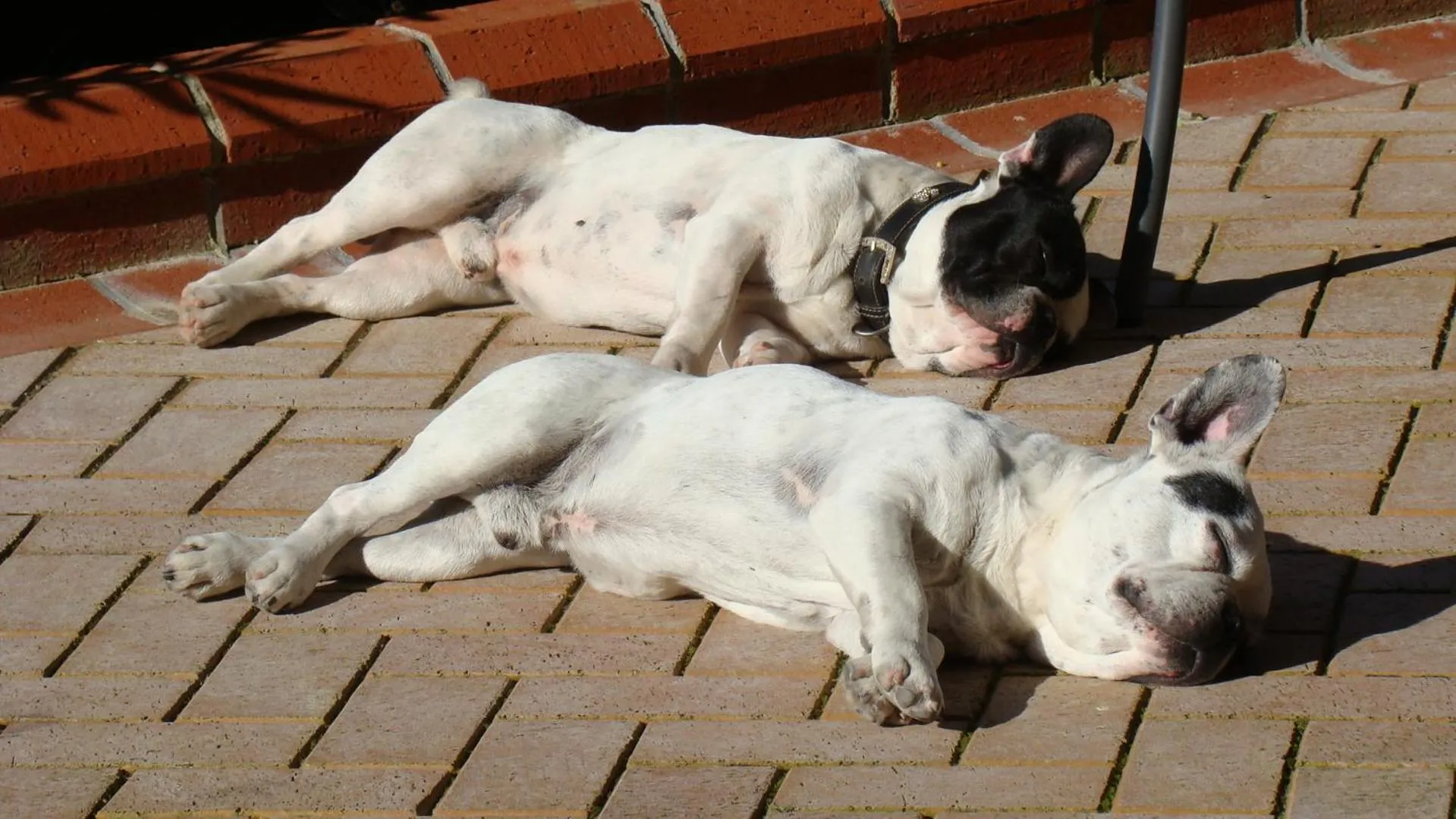 Pets in Padok Premium Hotel & Stables