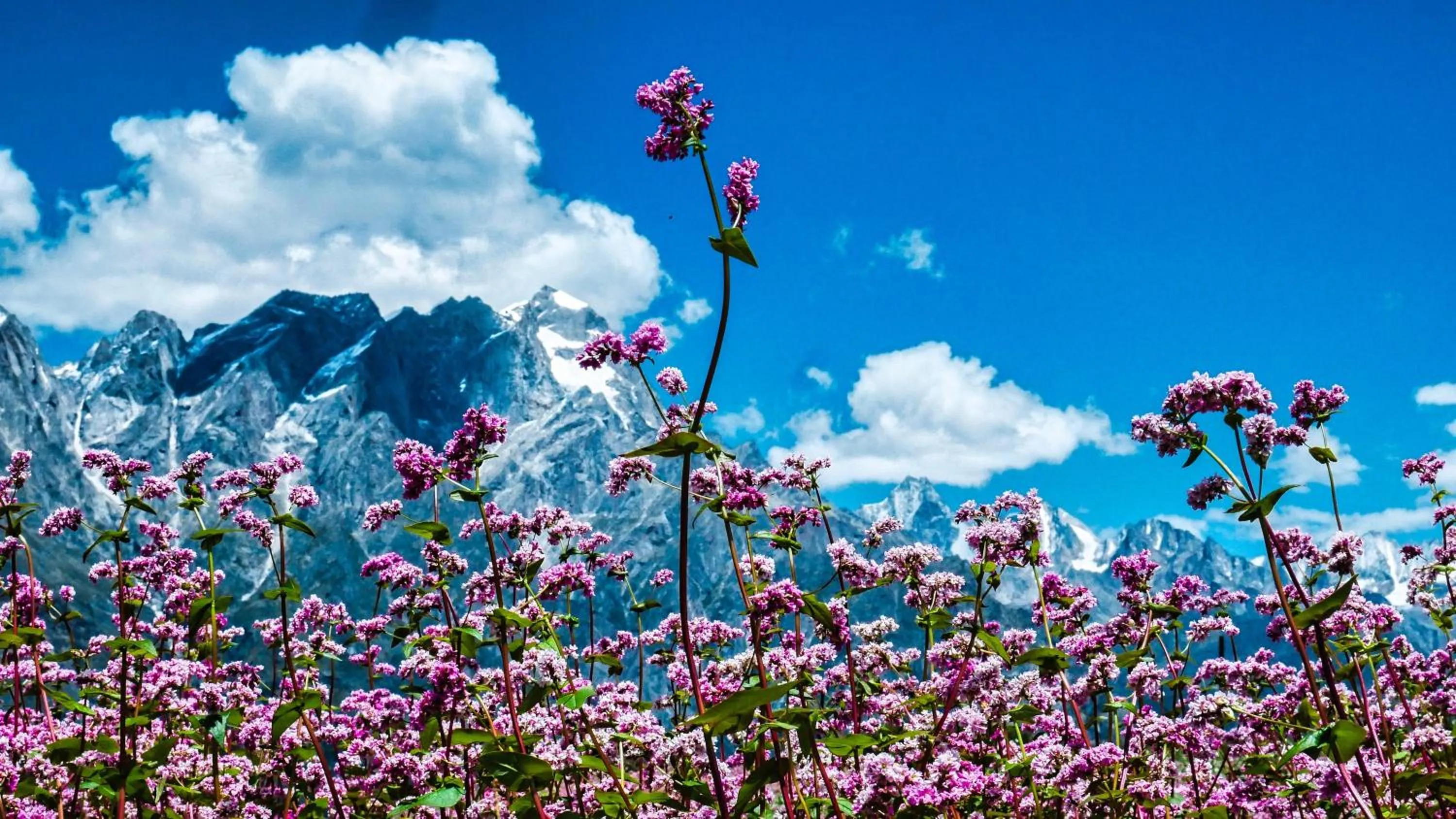 Natural landscape in Banjara Camp and Retreat Sangla